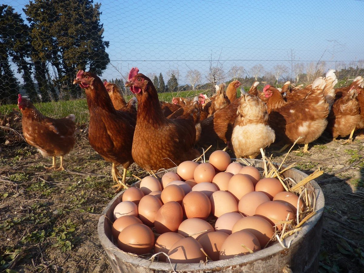 22054-24-oeufs-bio-fermiers-1.jpg