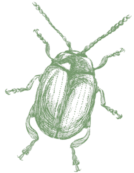 A green illustration of a beetle with detailed features on a black background.