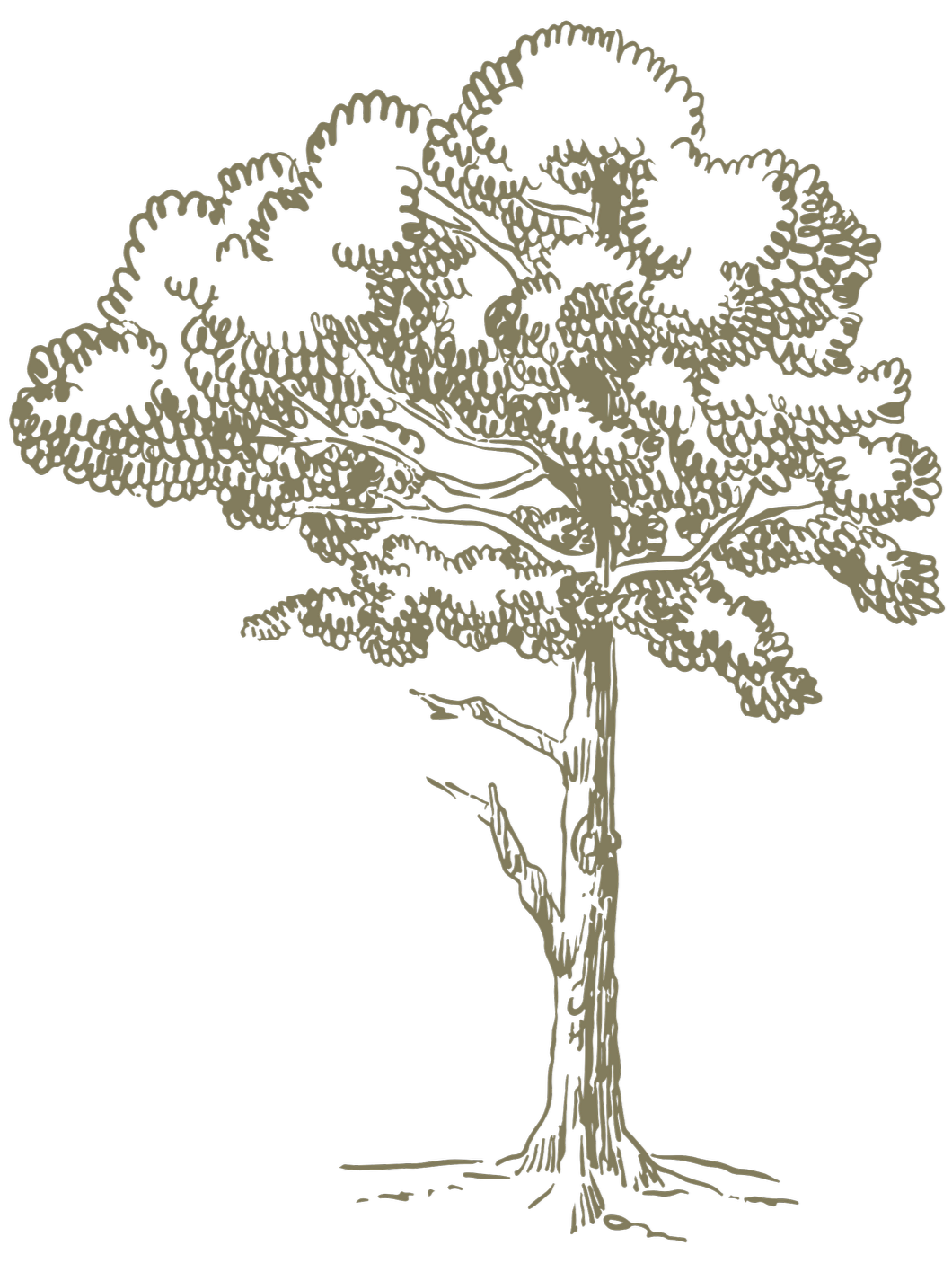 Illustration of a tree with a thick trunk and dense foliage against a black background.