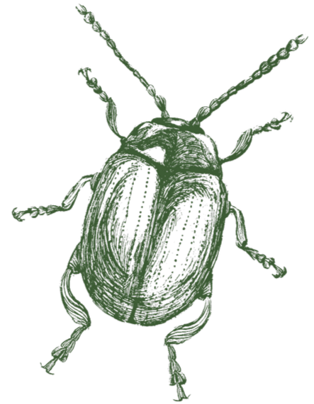 Green beetle illustration on black background.
