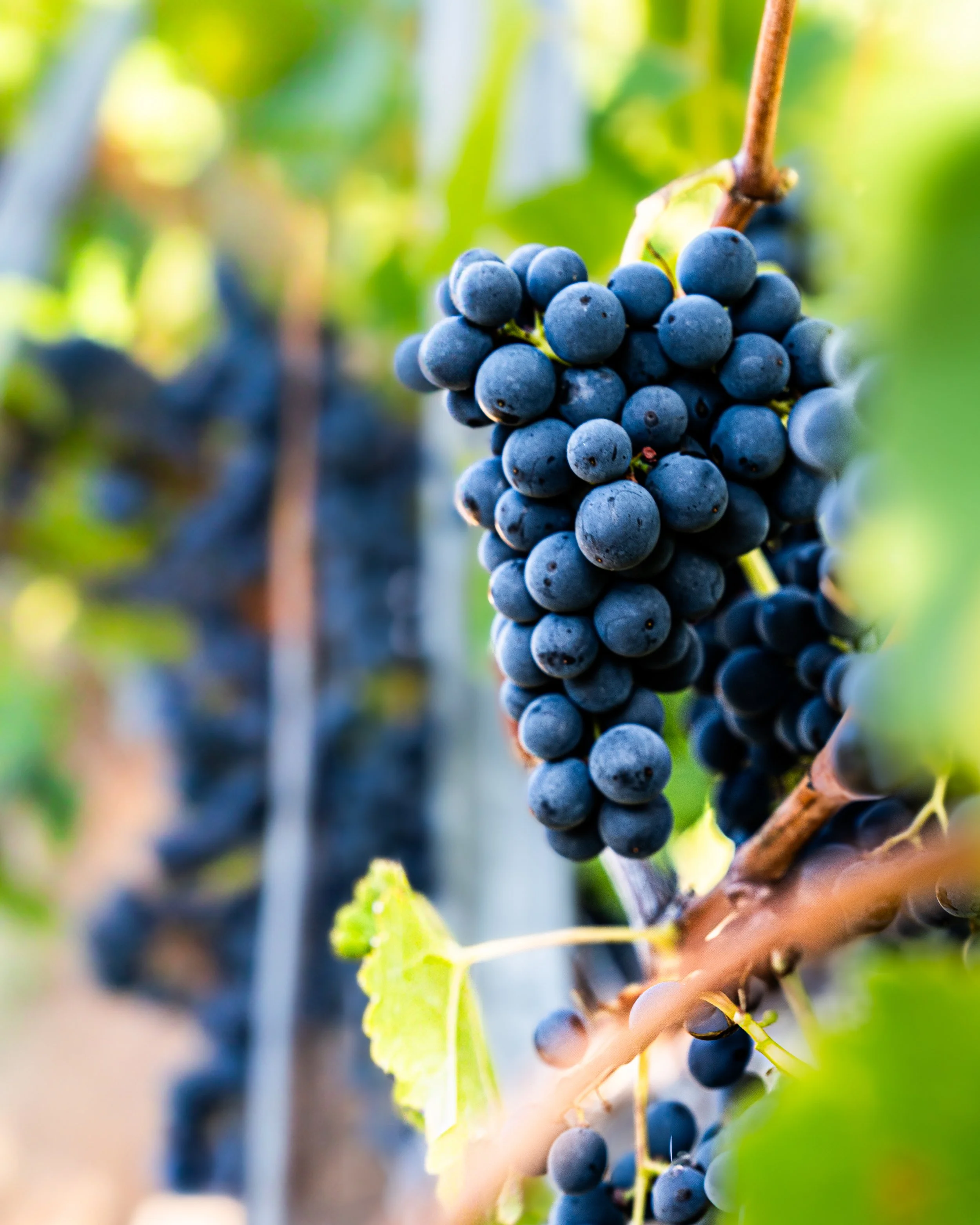 Photo de vignoble suisse — Suisse romande