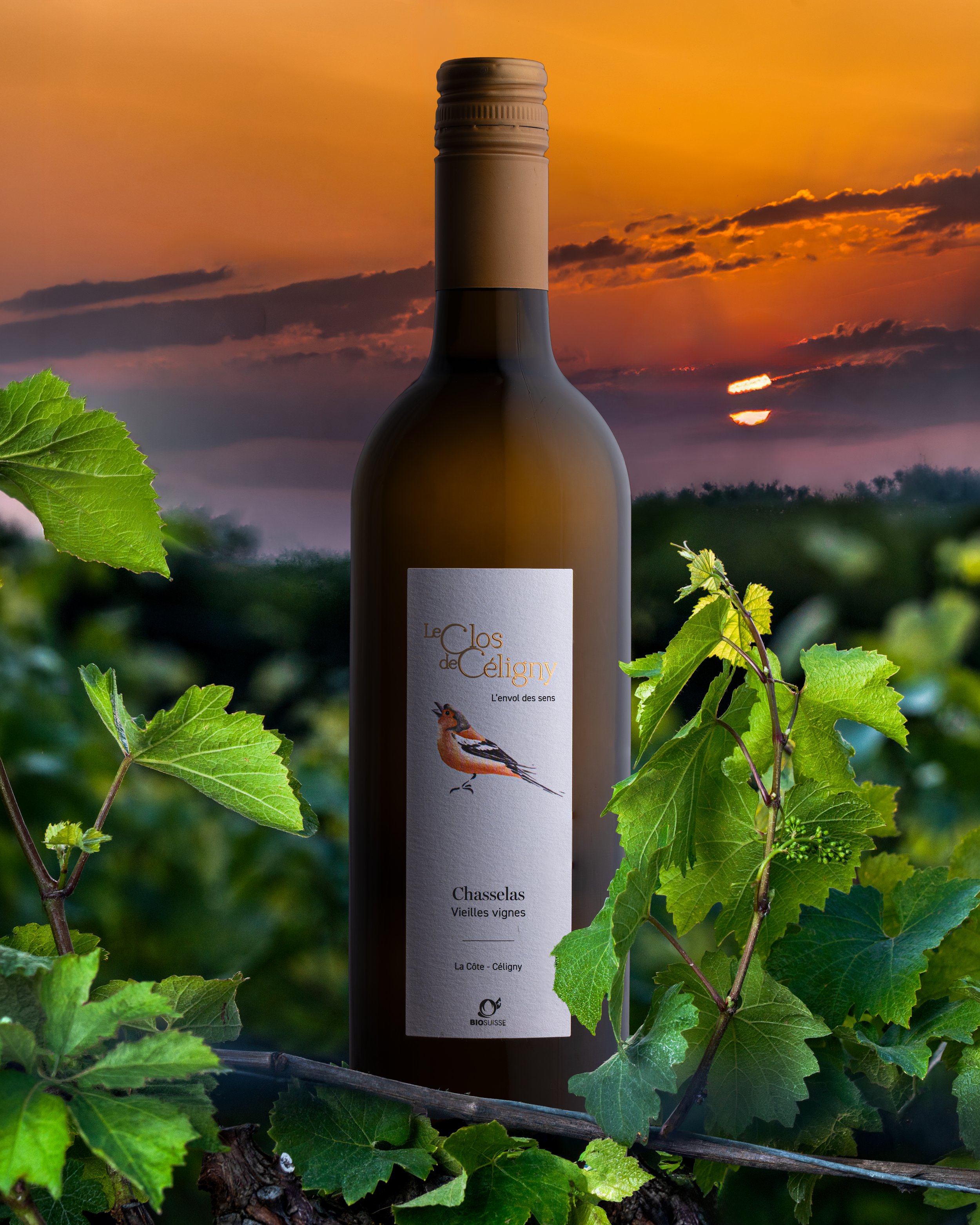 Chasselas Vieilles vignes du Clos de Céligny dans la vigne au lever du soleil. Photographie Studio Jafarov