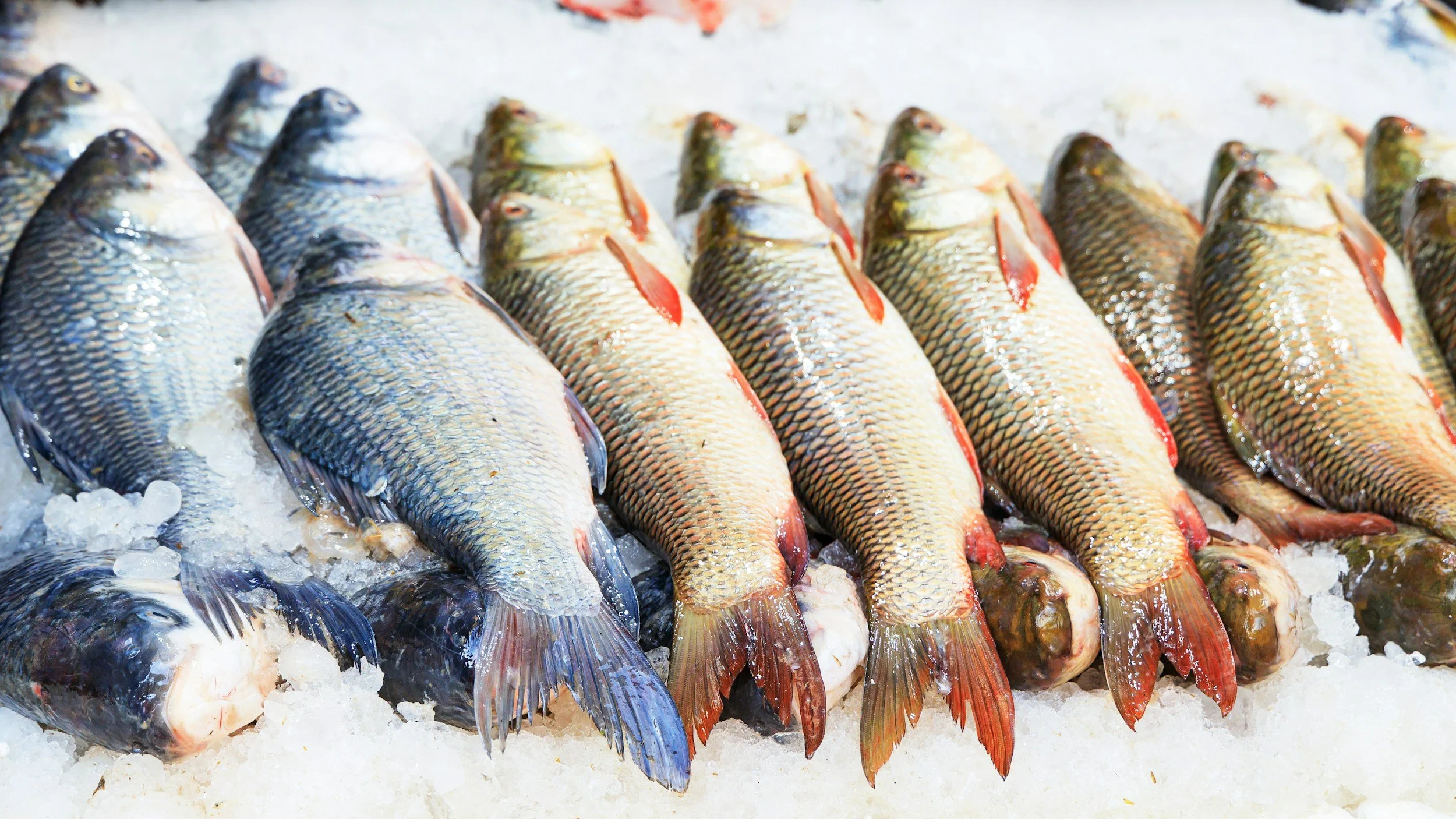 Entrega de Pescado Fresco desde la Costa
