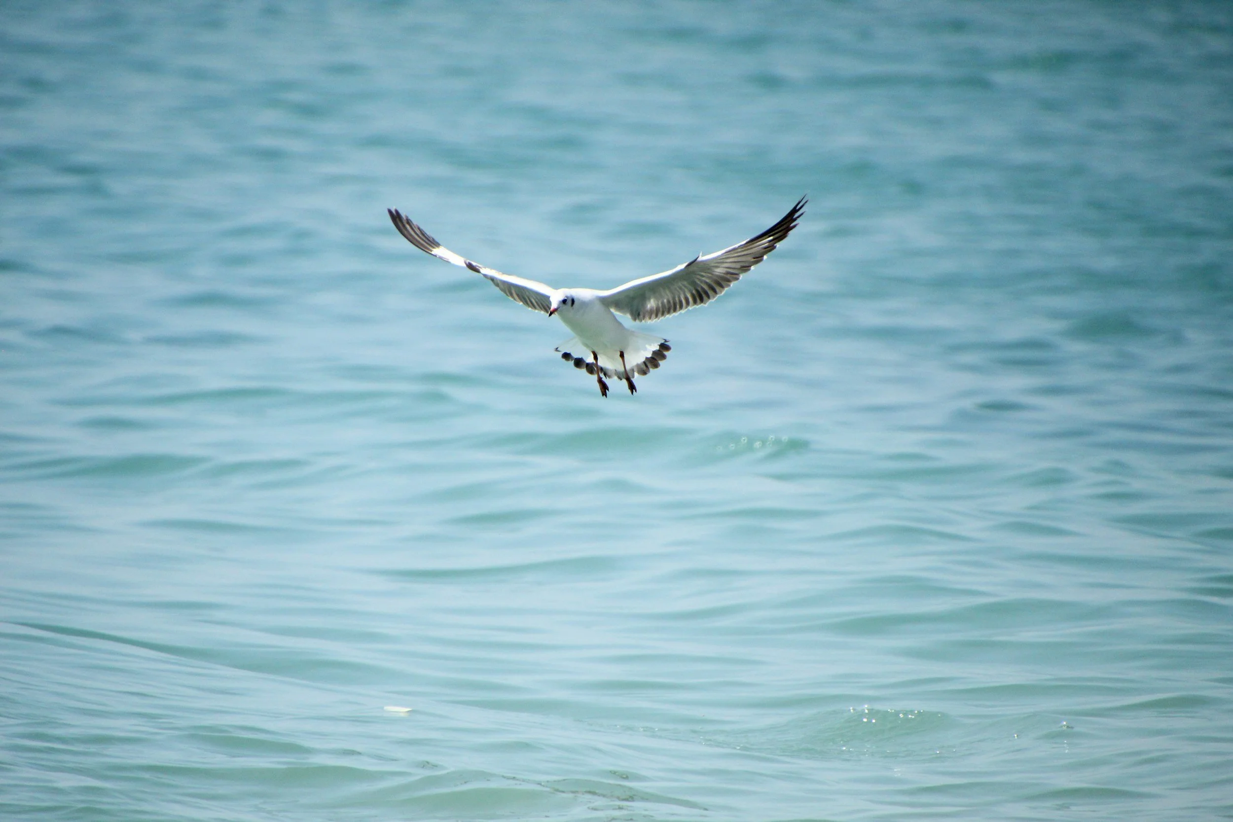 Asturias Vacations Sea bird flying
