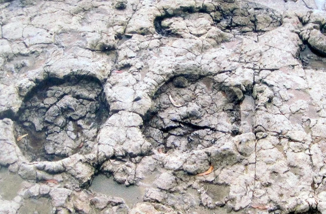 Dinosaur footprint La Greiga beach
