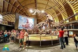 Dinosaur bones at the museum