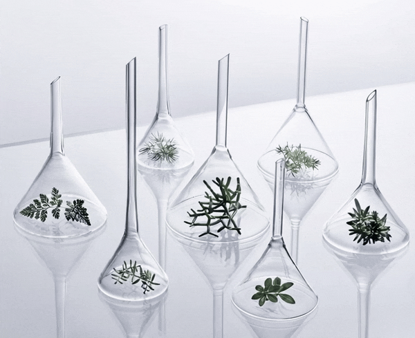 Seven glass test tubes with small green plants inside, arranged on a white surface.