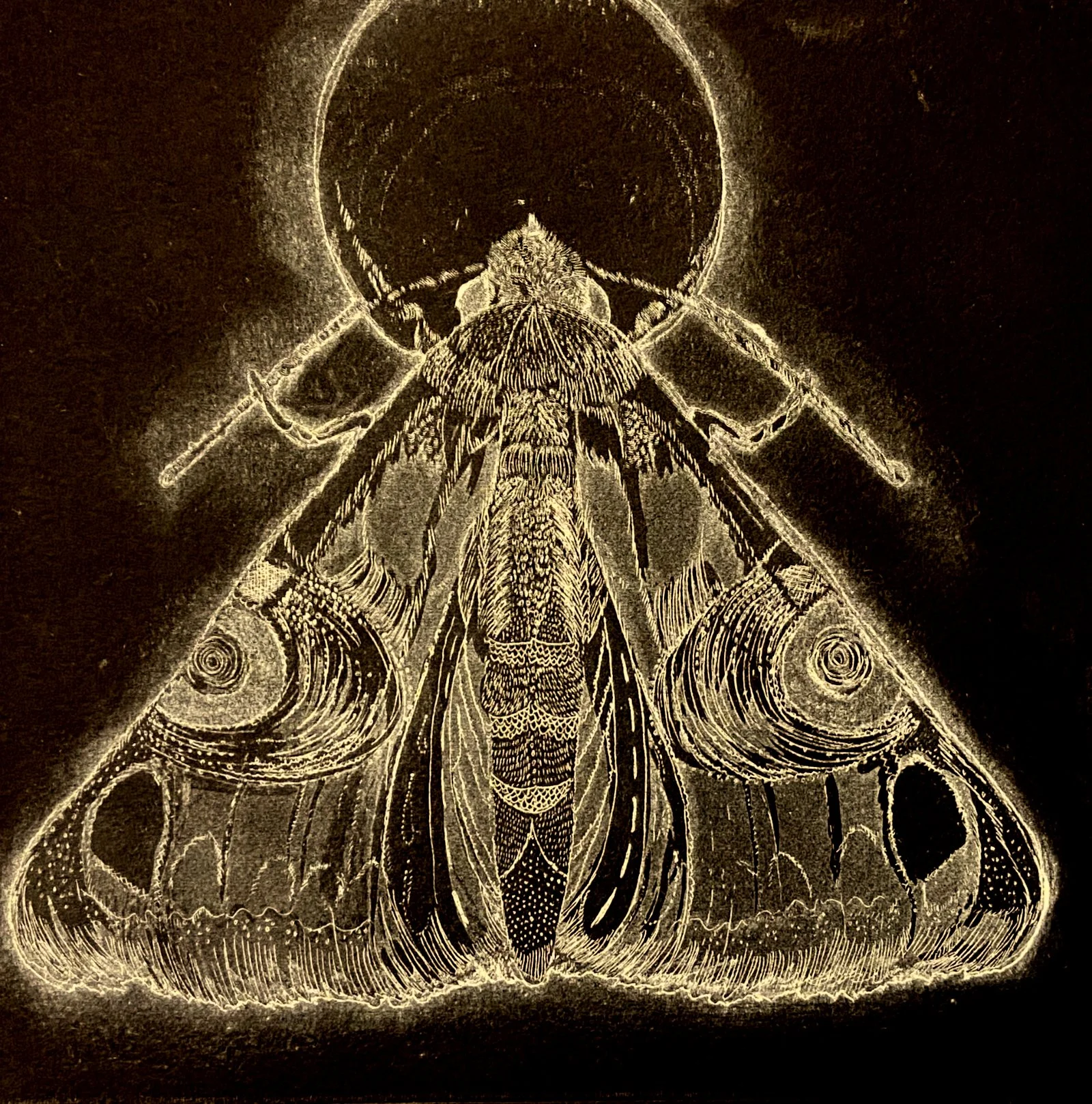 white on black line drawing of a moth