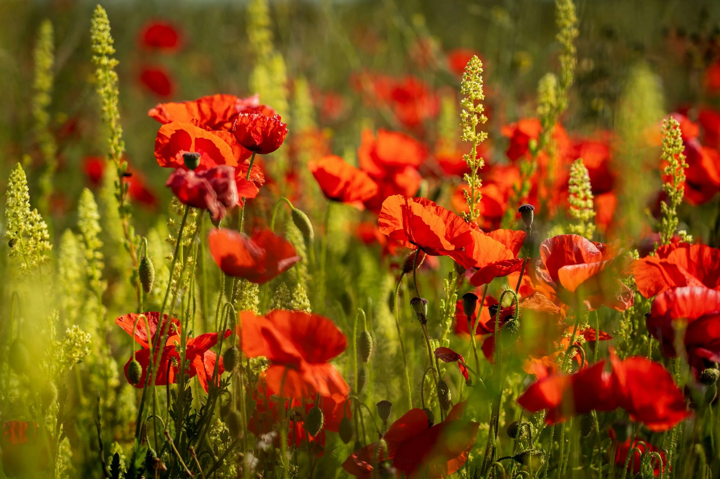 Remembrance Sunday Lunch