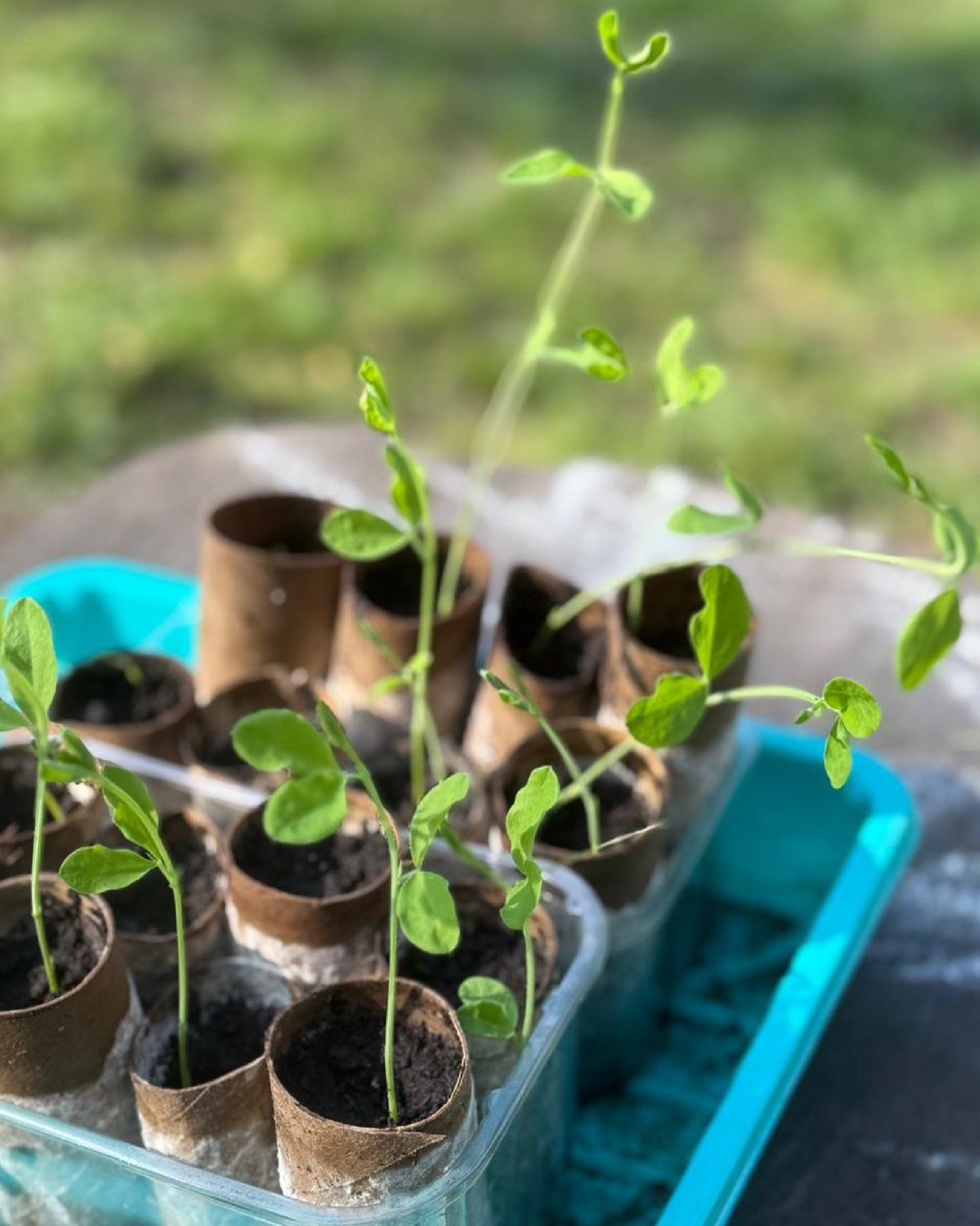 🌱 We are growing! 

We are excited to be opening our bilingual German/English nursery in central Brixton.

We have a big garden and serve delicious plant-based food. It will be a special place with the children at the centre of all our planning.

Ap