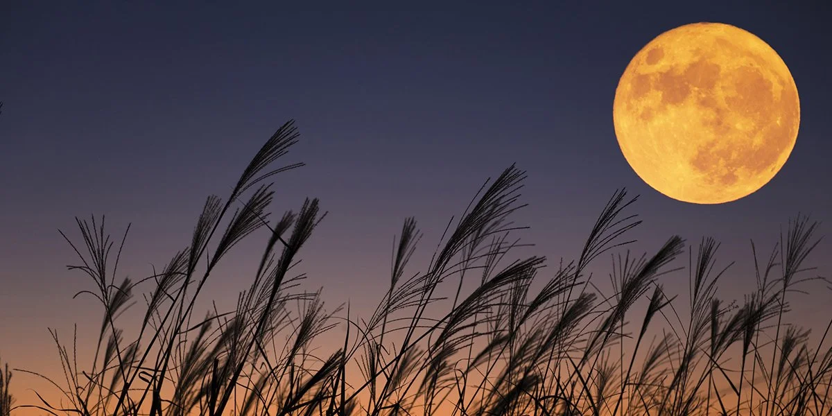Harvest Full Moon Swim and Fire, £32