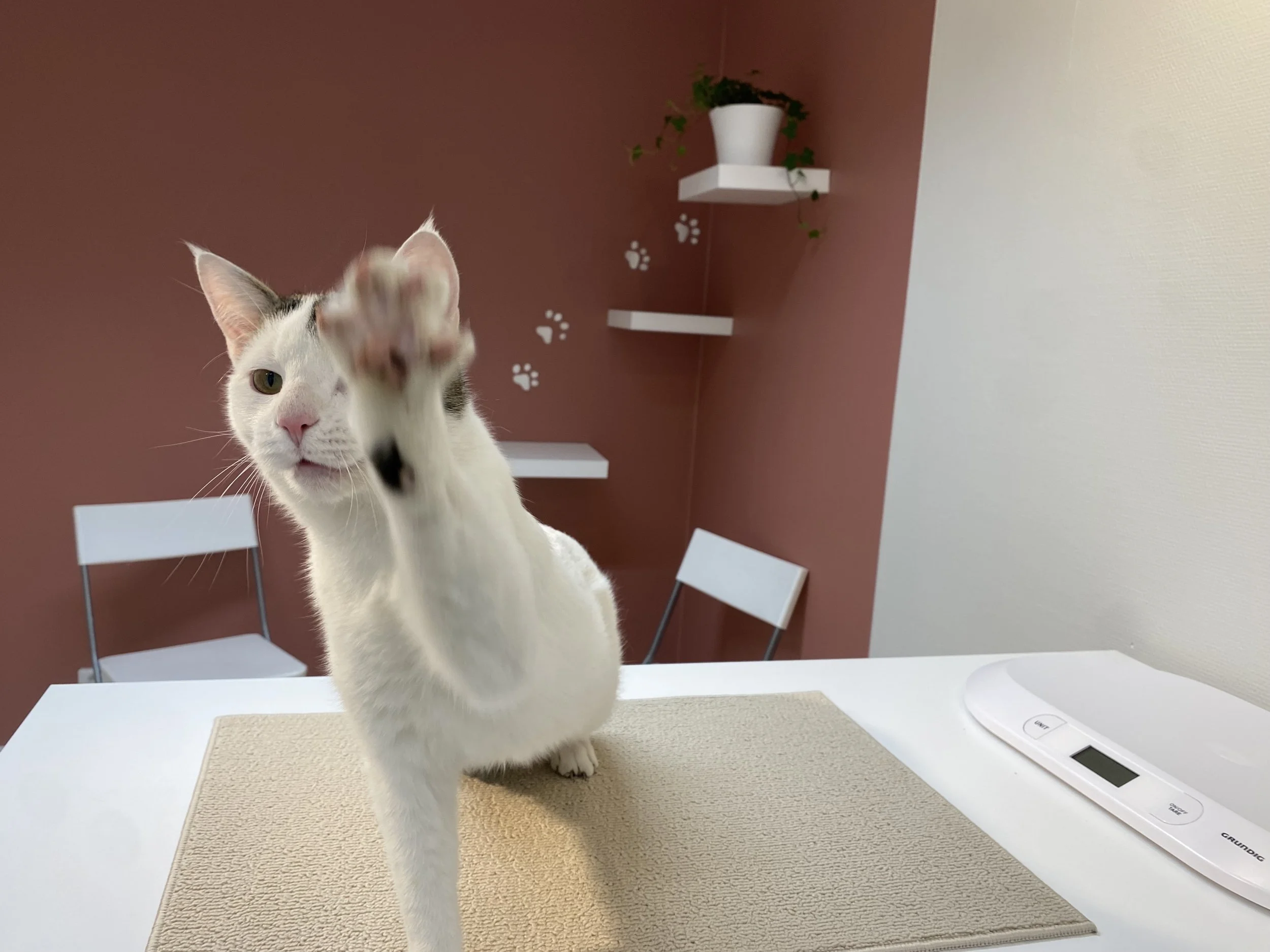 A white and black cat reaching toward the camera on a table in a room with pink and white walls, featuring white shelves and a potted plant.