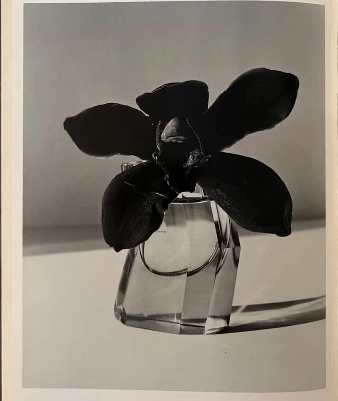 &ldquo;Forgiveness is the fragrance the violet sheds on the heel that has crushed it&rdquo; - Mark Twain 

#SomaMystica #Forgiveness #quotes #quotestagram #quoteoftheday #dailyquotes #inspirationalquotes #motivationalquotes #lifequotes #lovequotes #p