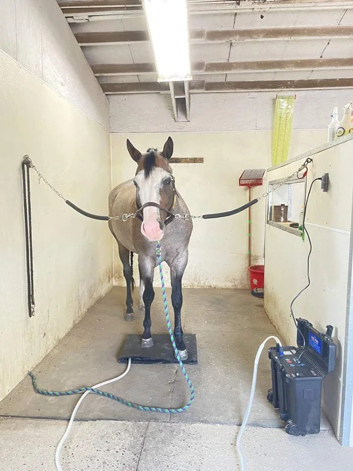 A horse in a specialist unity with it's front hooves on a PEMF board that's connected to a PEMF unit