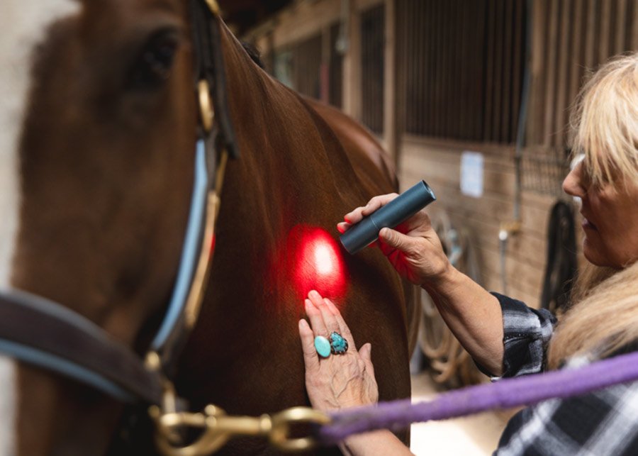 a horse is seen facing the front of the screen as Cherie work on it's neck with a red light tool.Cherie