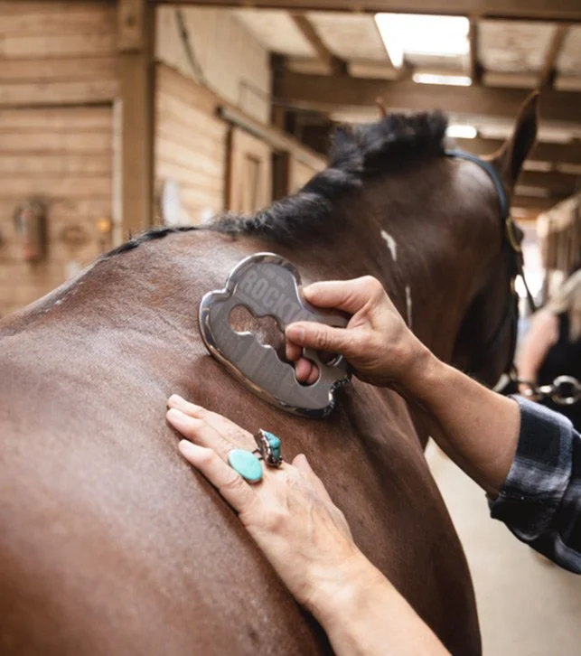 A dark bay horse undergoing somassage neuro muscular work with Cherie