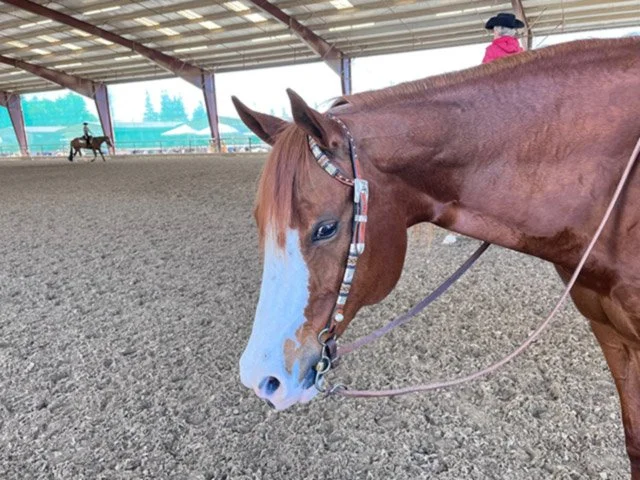 K.K.'s Horse Patsy Cheyenne, a chestnut horse with a white muzzle