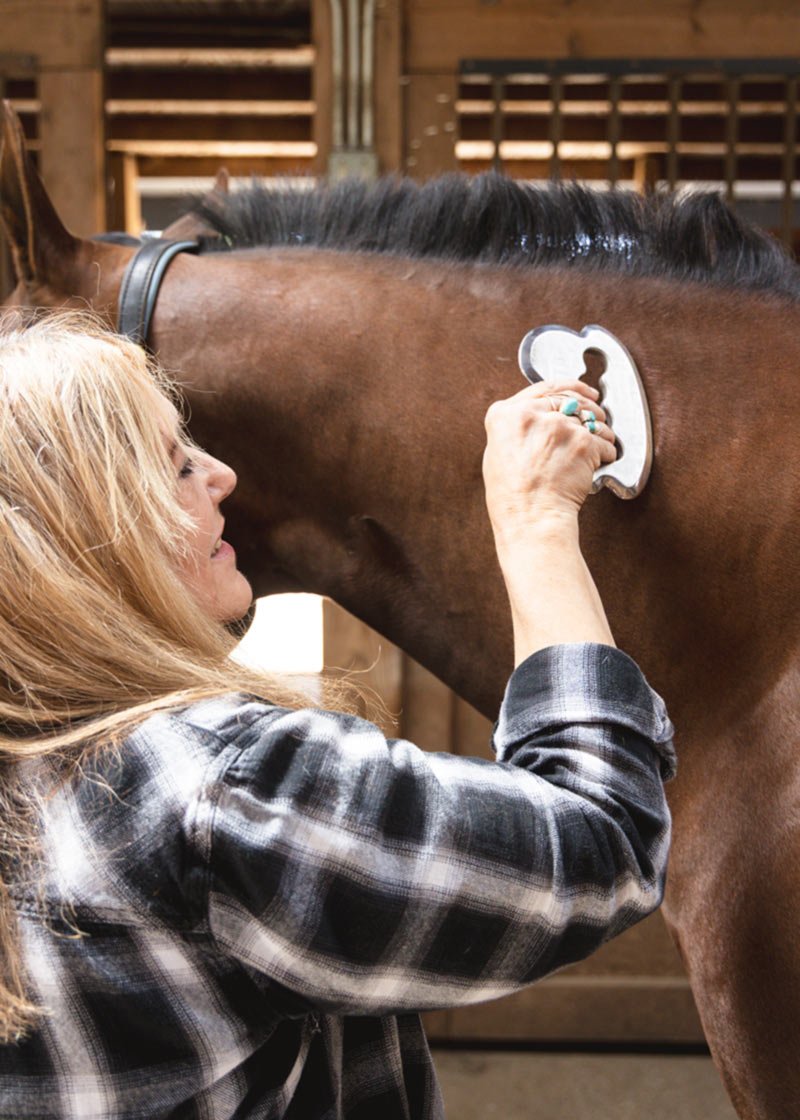 Cherie uses a tool to perform a therapy on a dark bay horse