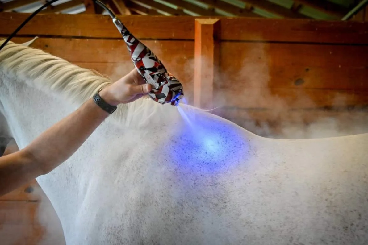 A person using a handheld Cryotherapy device emitting blue light onto the back of a white horse in a barn.