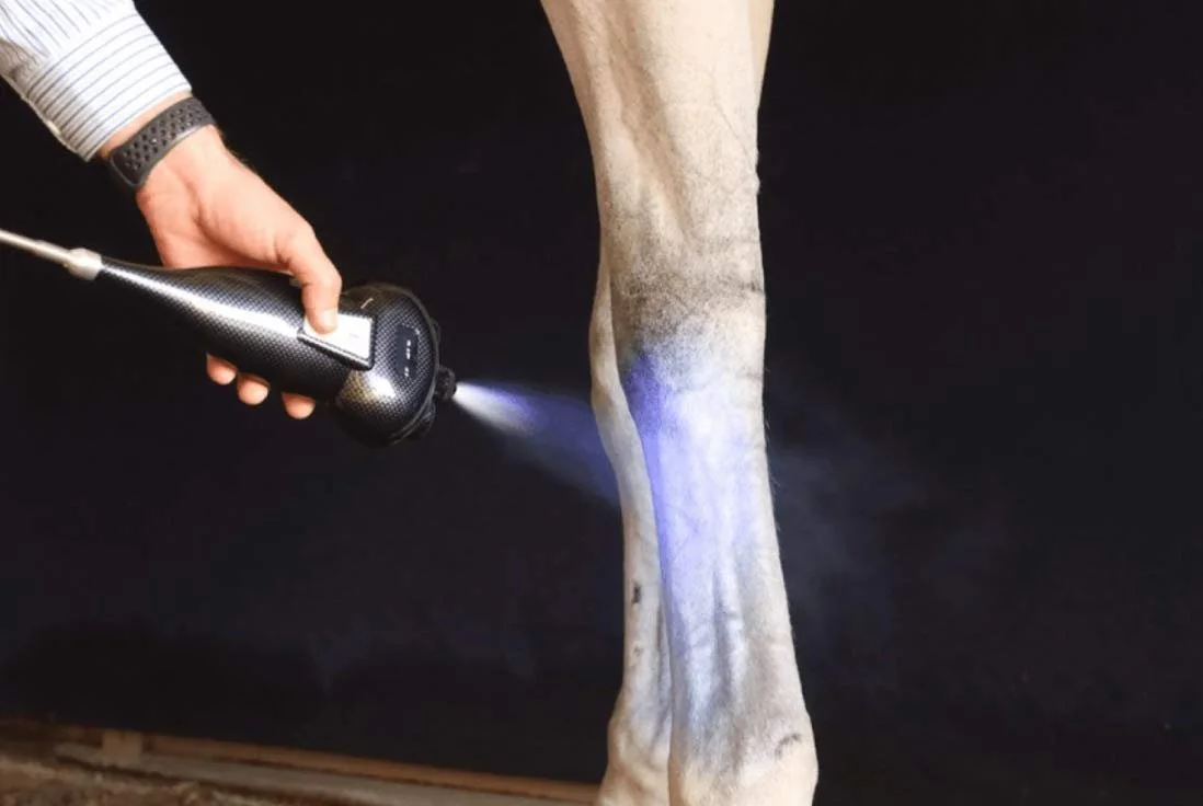 A white hoses le