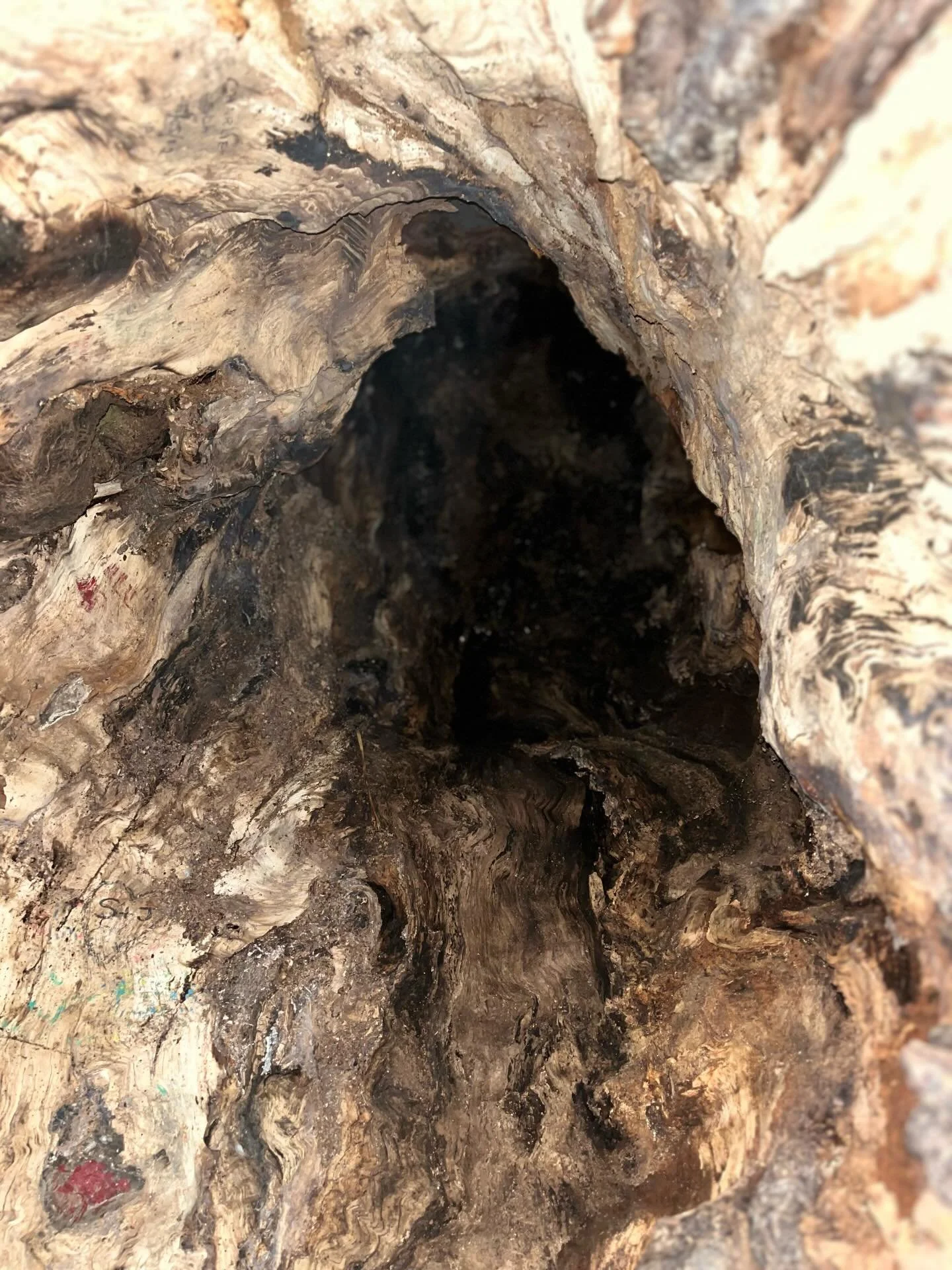 I am inside of a tree