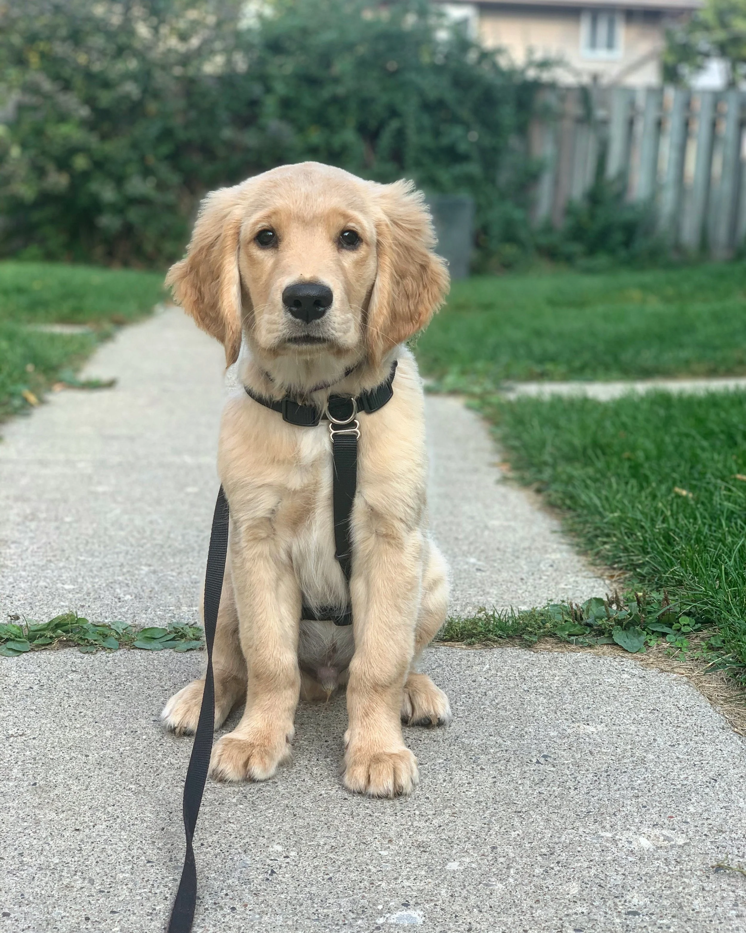 Puppy Potty Training: How to House Train Your Puppy Successfully (Without Stress)