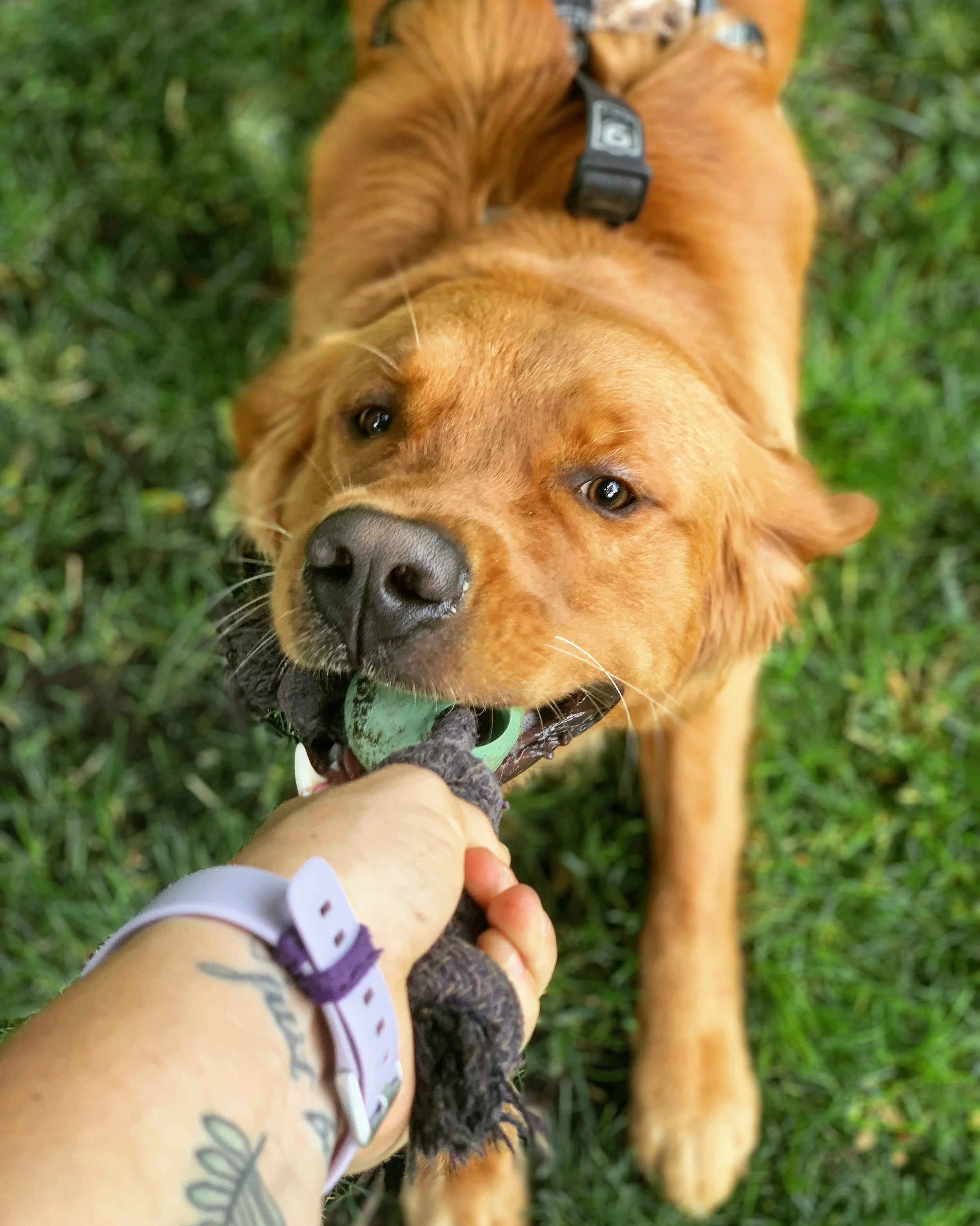 Golden retriever playing tug-of-war with a person holding a rope toy on grass.