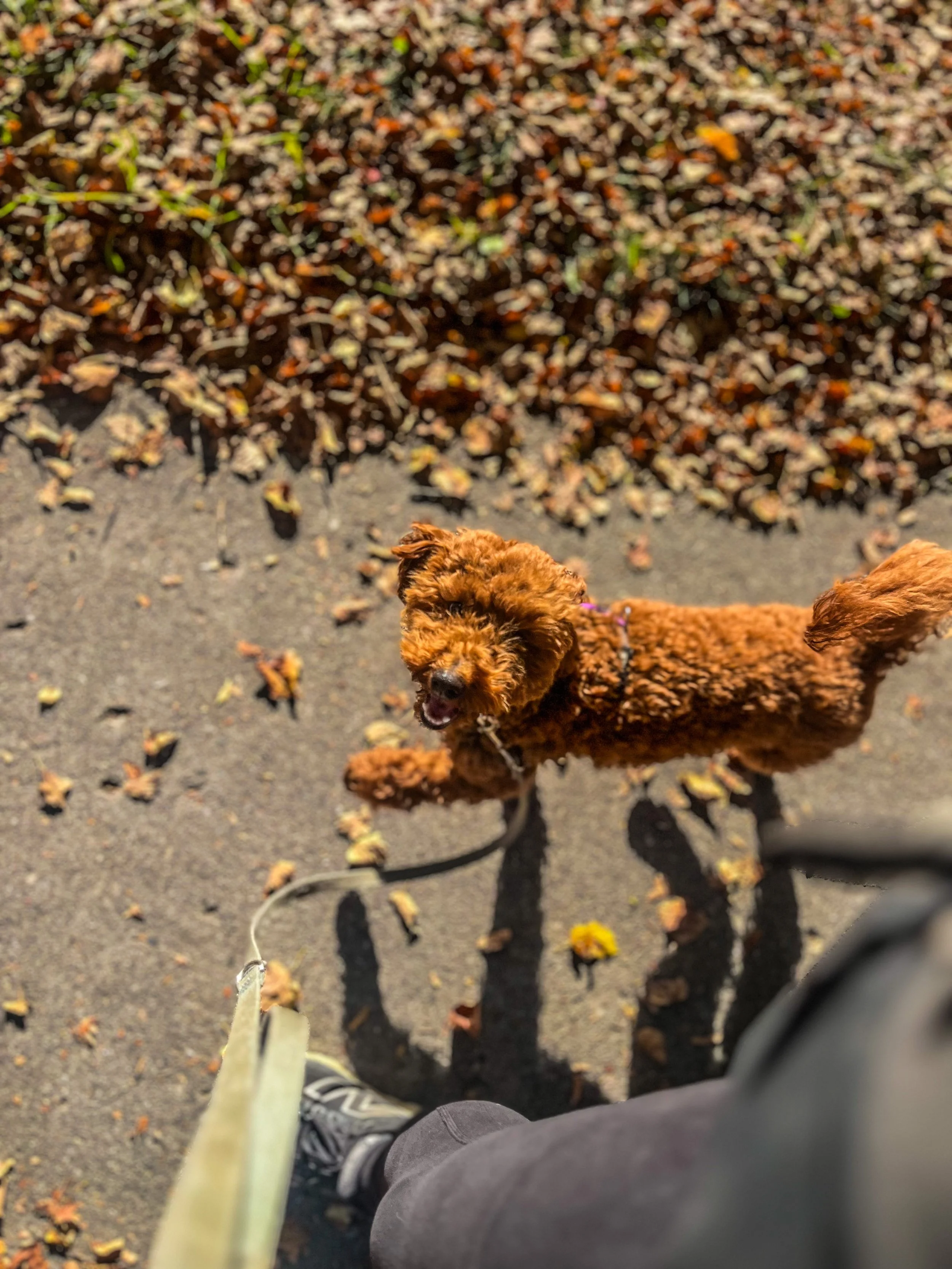 A small brown dog on a walk, viewed from above, with a leash attached. Fallen leaves are scattered on the ground.