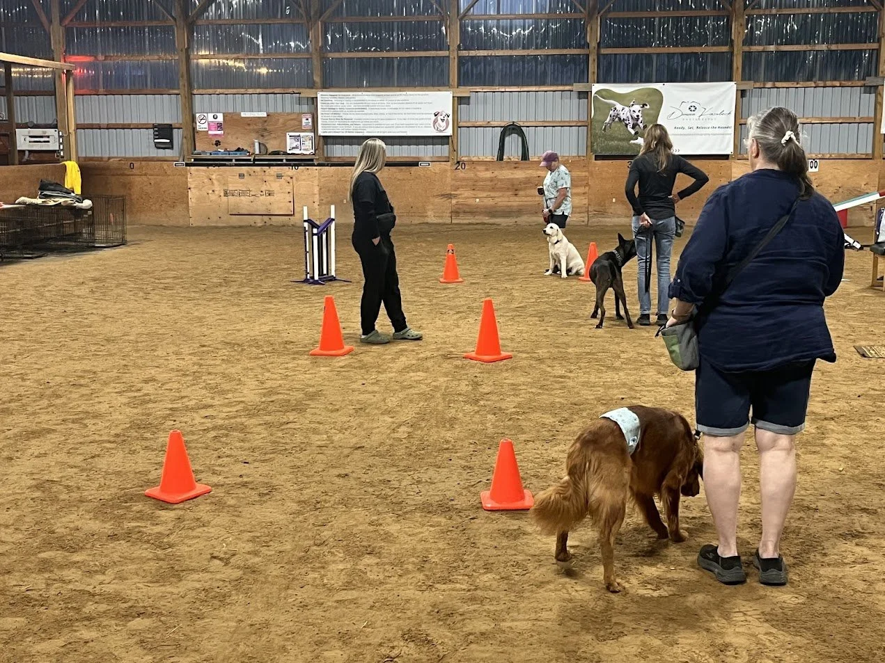 A picture of Alison standing between pylons and three dogs and handlers are lined up in front of her