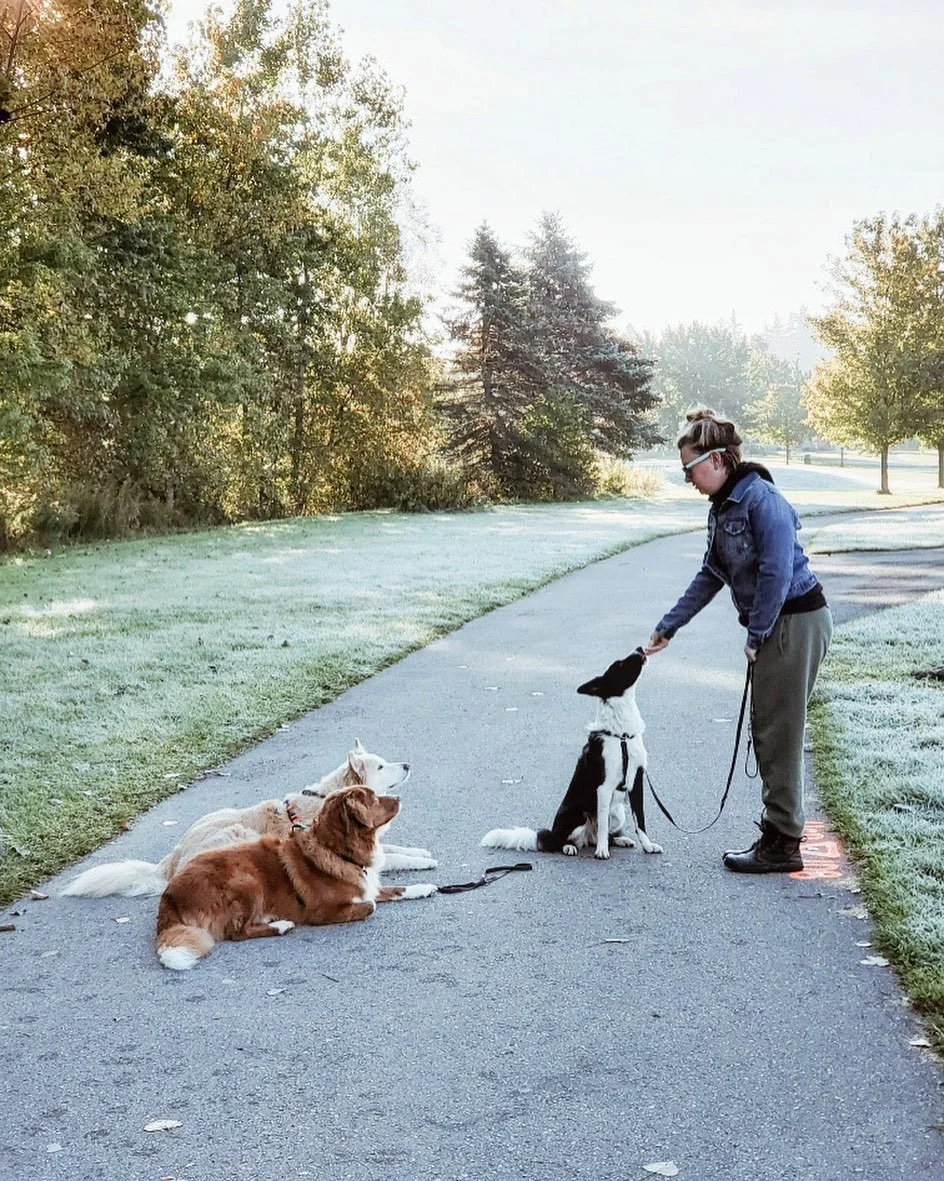 Person training three dogs in Ed Blake Park, London ont, standing on a path, surrounded by trees and grass on a sunny day.
