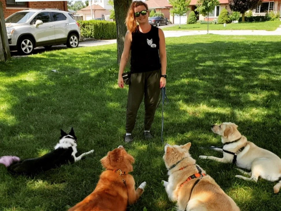 A person standing on grass surrounded by four dogs laying down. The person wears sunglasses and a black tank top. The dogs vary in breed and color, with one being a yellow Labrador. Trees and parked cars are in the background.