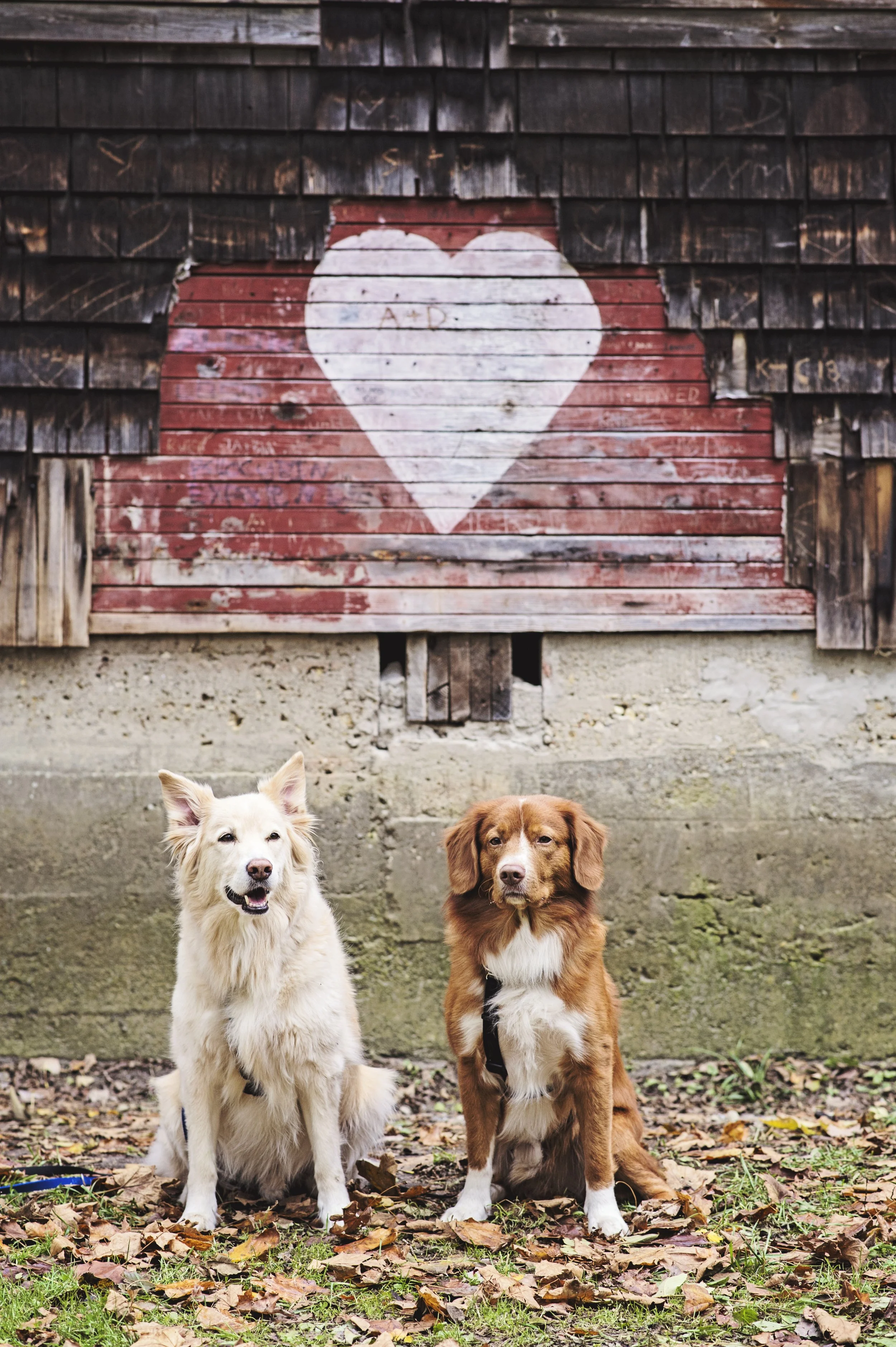 Two dogs sitting in front of rustic wooden wall with painted heart