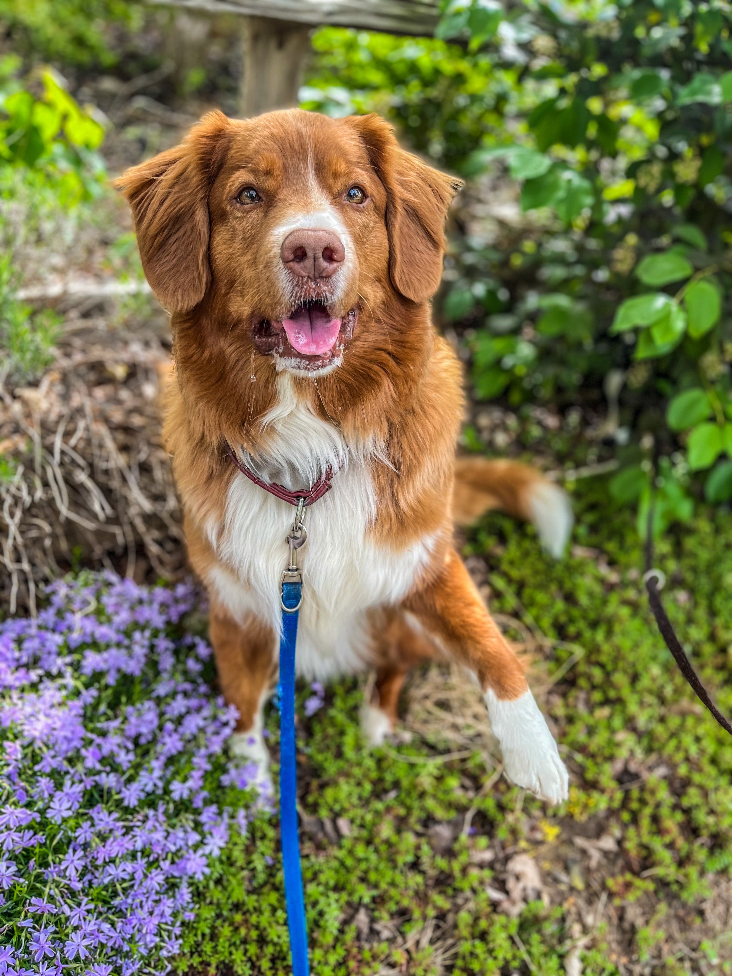 A brown and white dog sitting on grass with purple flowers, wearing a blue leash, and looking at the camera.