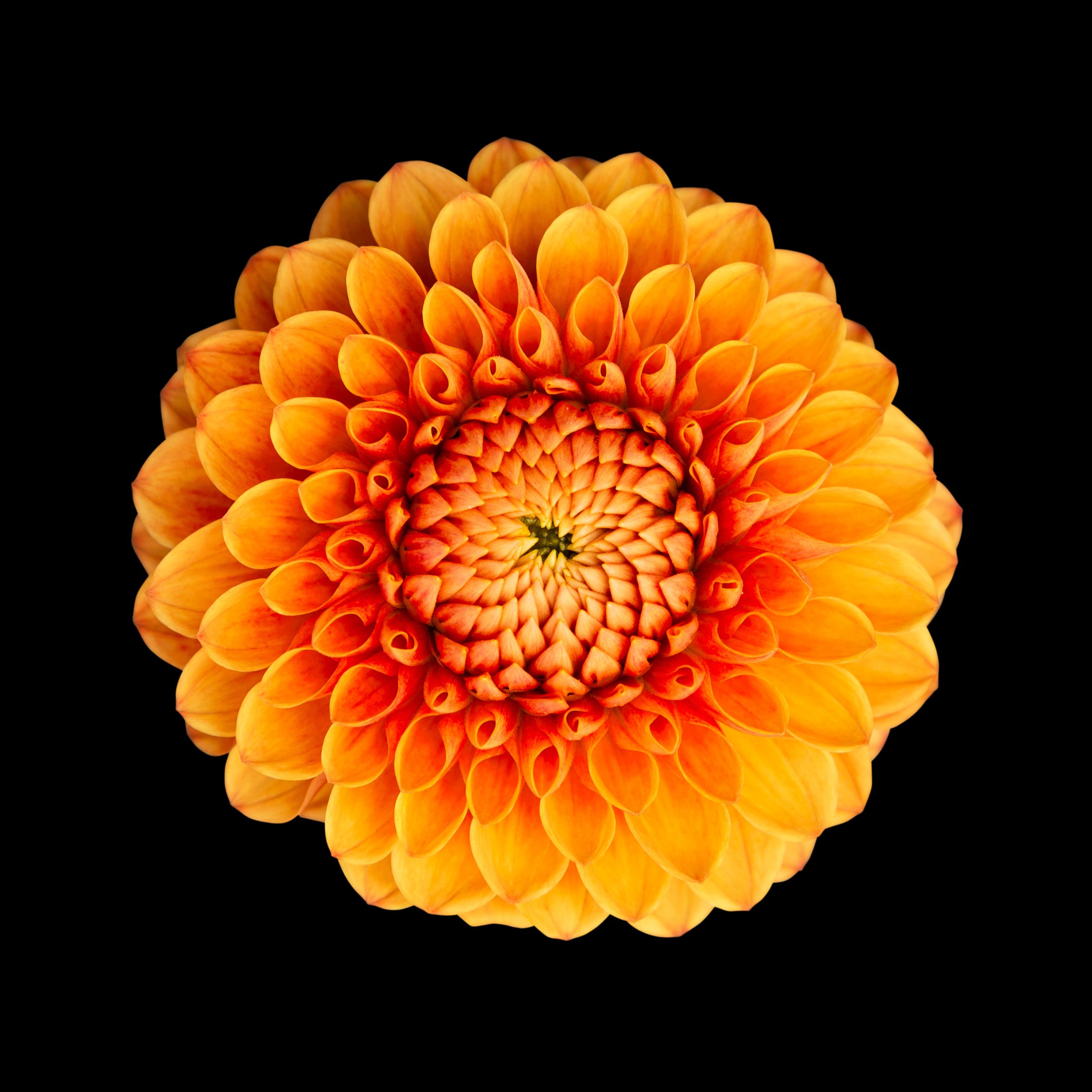 Orielle