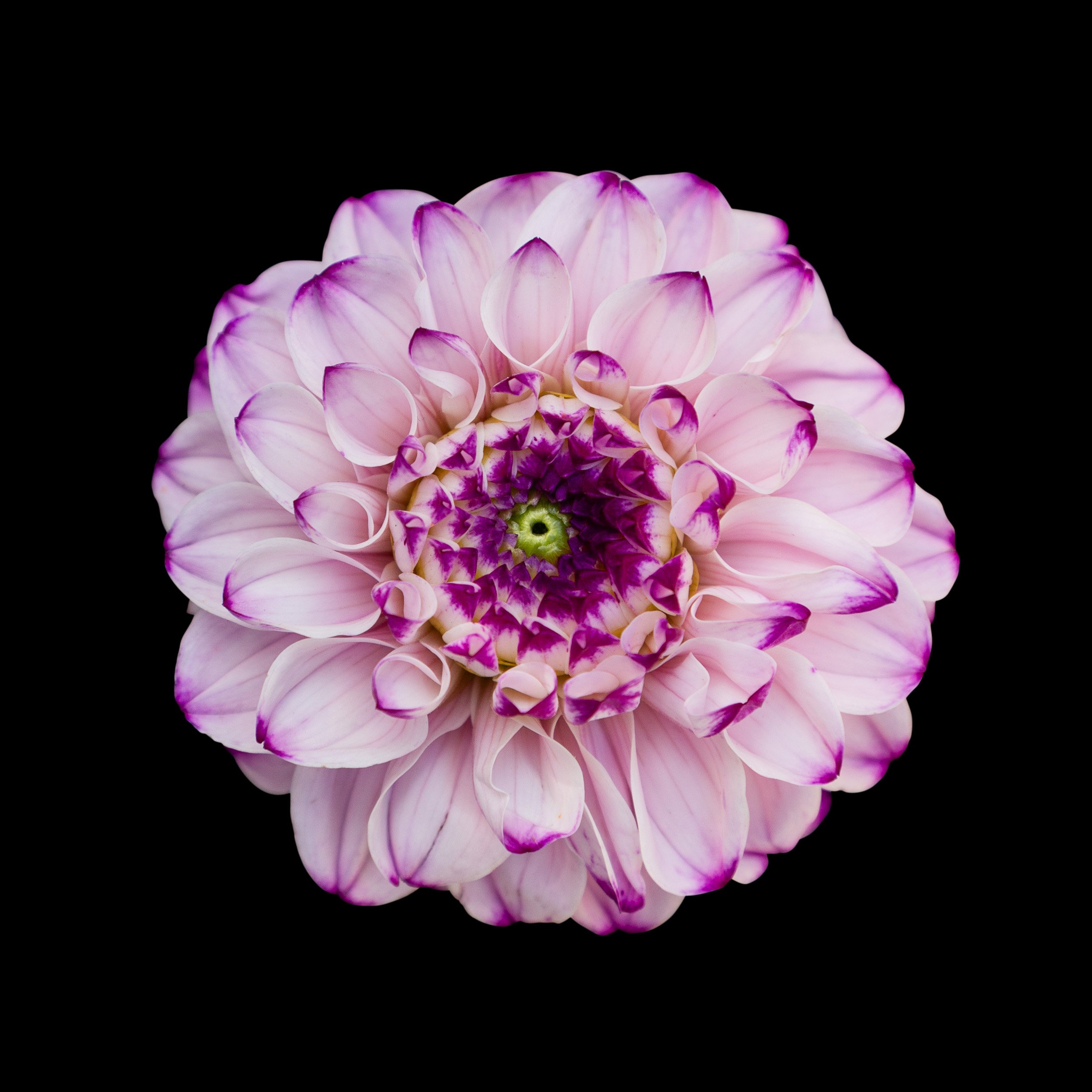 Liloria
