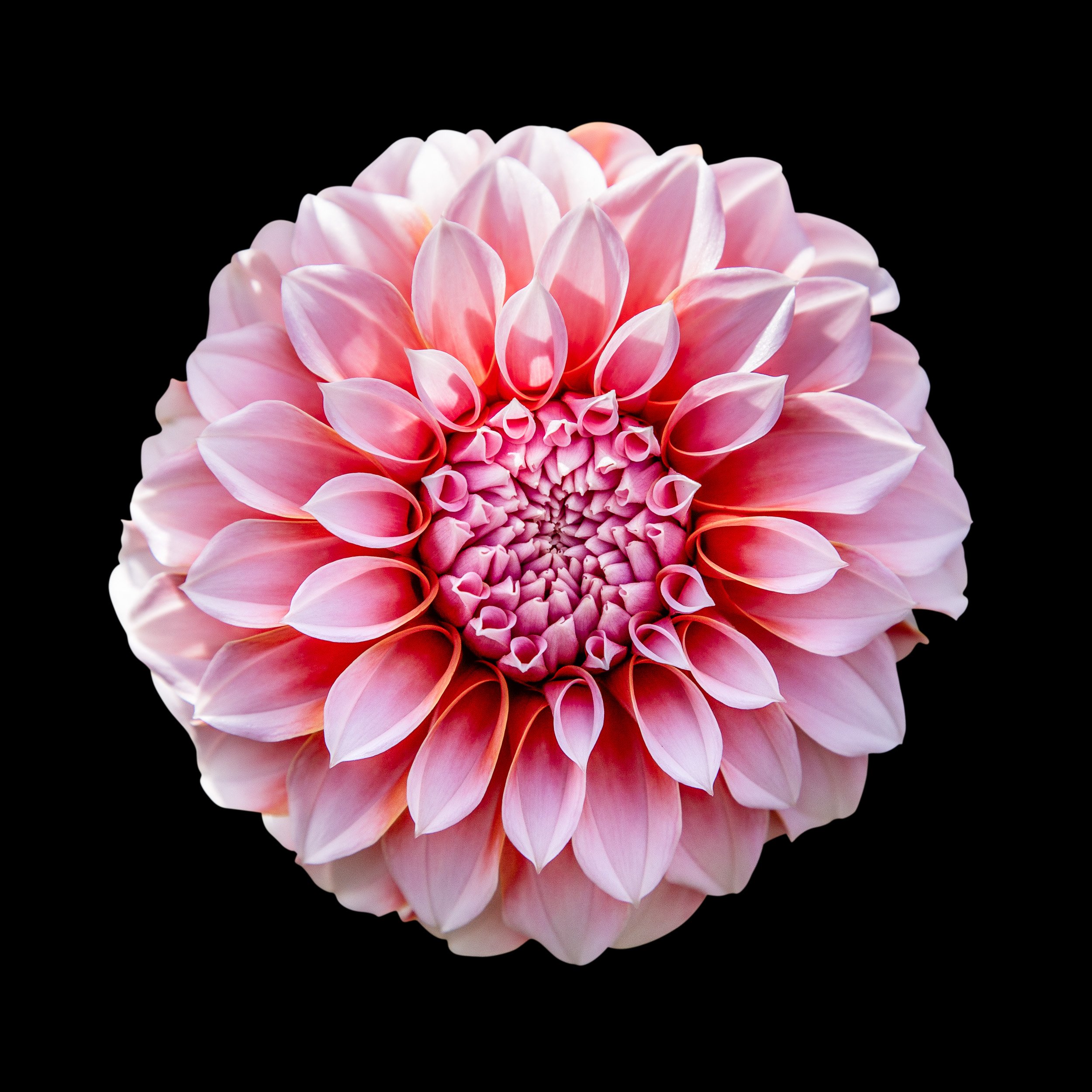 Rosabella