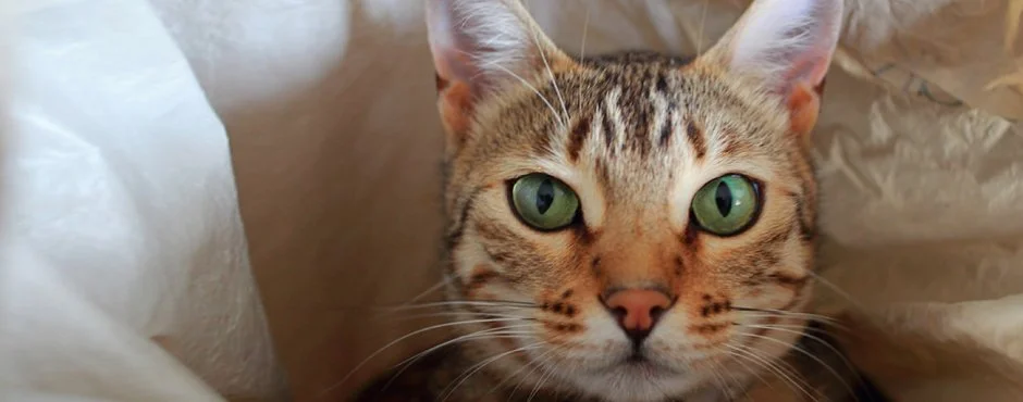 And a cat.... (Copy)