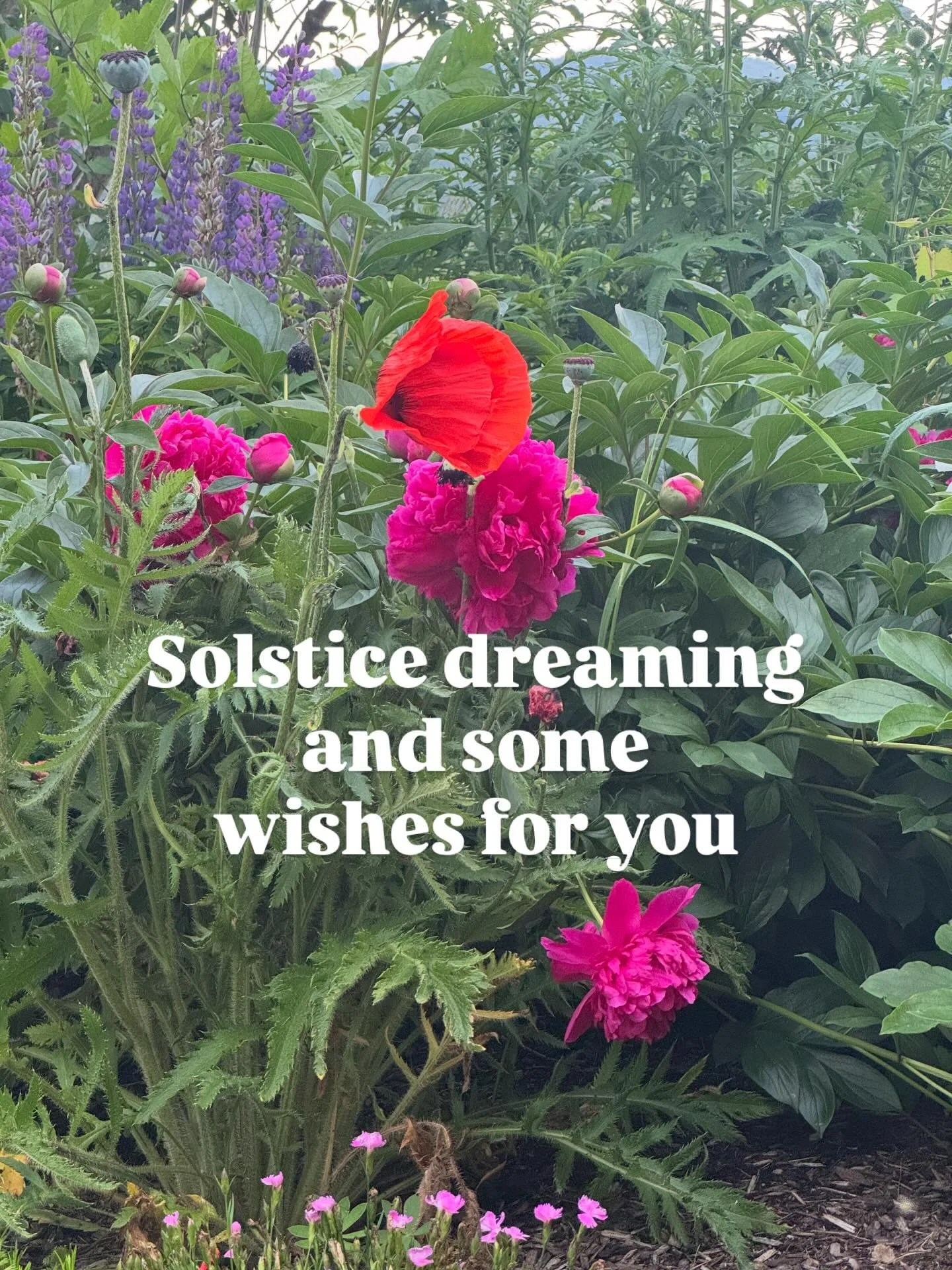 ✨Happy solstice!✨
Some wishes for you&hellip;
Courage 
Focus
Peace
Warmth
Calm
Daisies, daisies, daisies
Boldness
Flexibility
Adundance
Wonder
Always wonder.