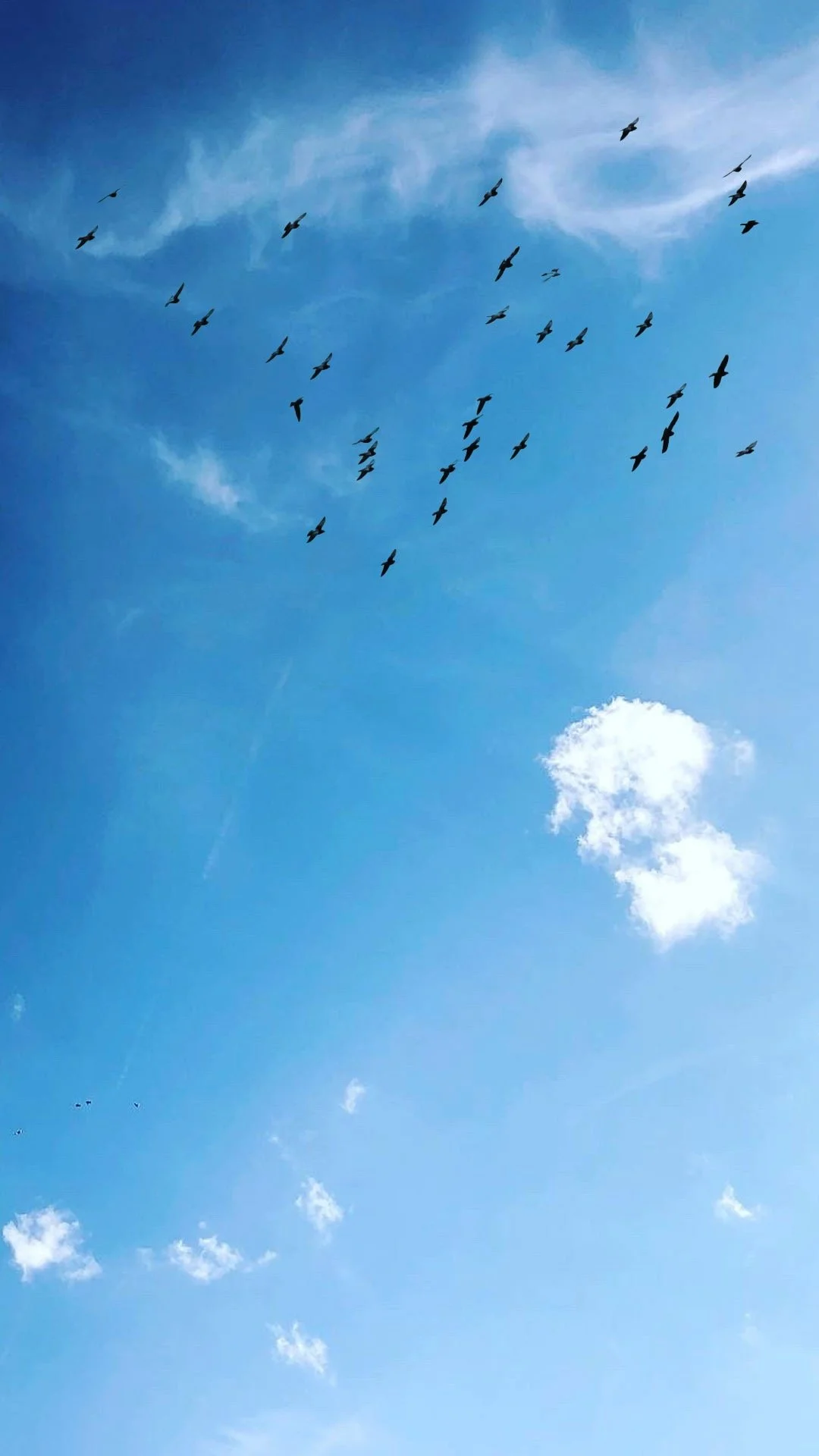 Schlabach birds.jpeg