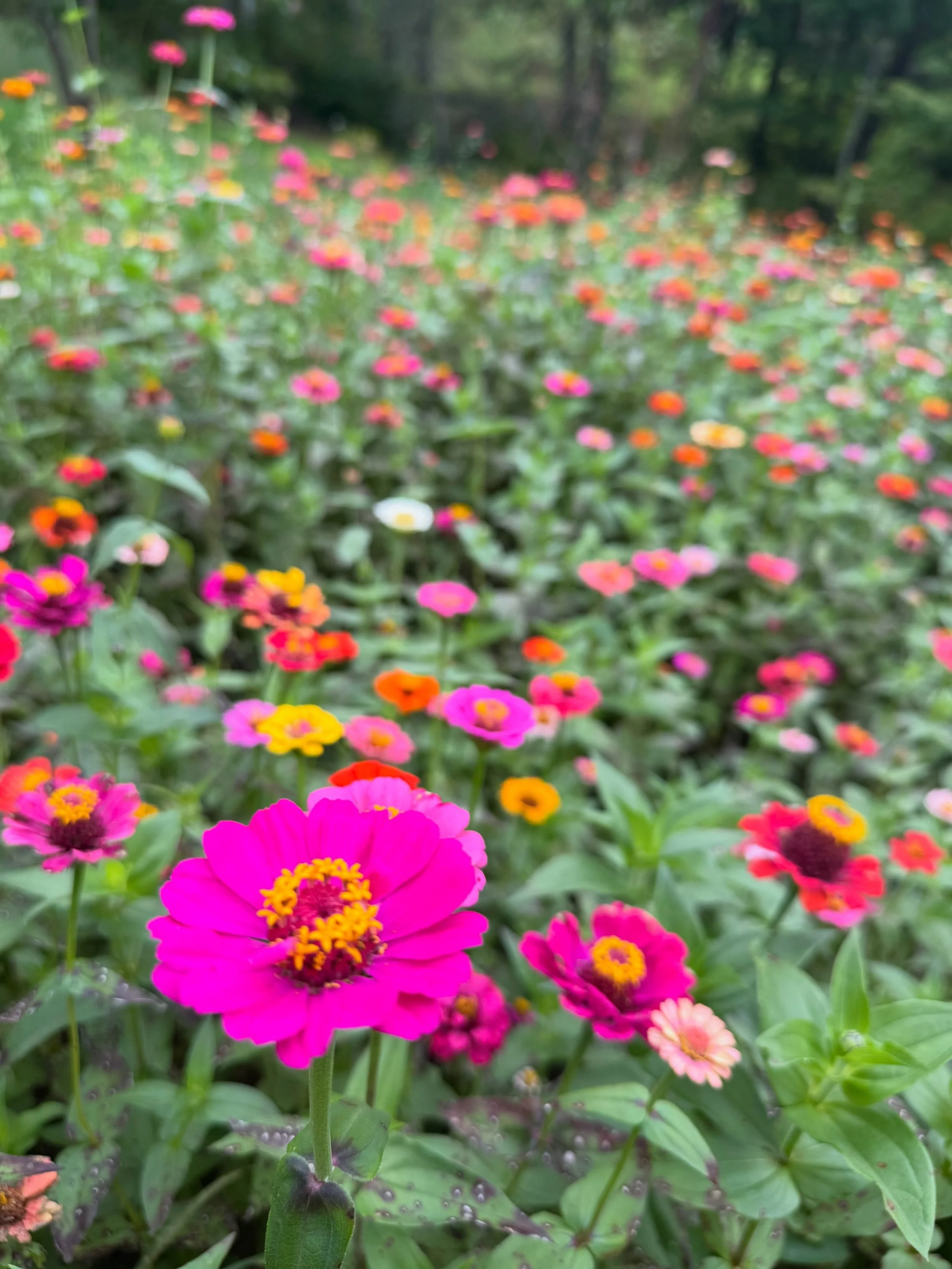 Happiness is getting lost in a friend&rsquo;s zinnia patch. AI could never come close to the all sensory experience of a zinnia patch. I came close to eating them, they were so gorgeous. (But I didn&rsquo;t). Suck it, AI.