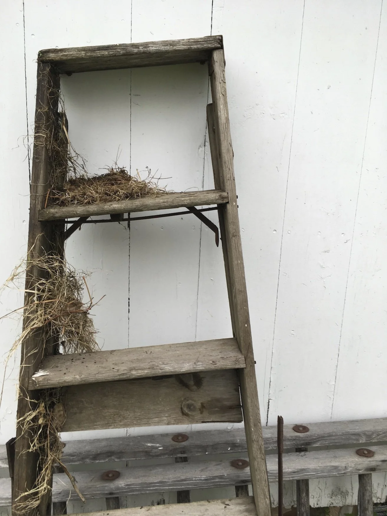 Old-ladder-the-little-brick-IMG_8086.jpg