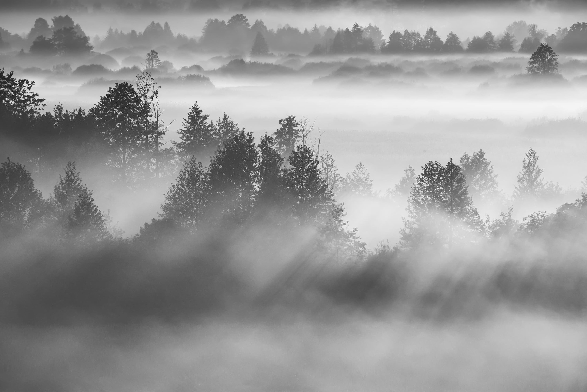 霧に包まれた森の風景、木々が見える。