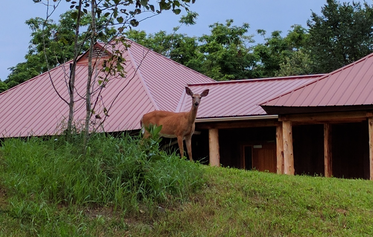 A deer standing on a grassy hill next to a small tree, with a monastery building that has a red metal roof and wooden supports in the background.