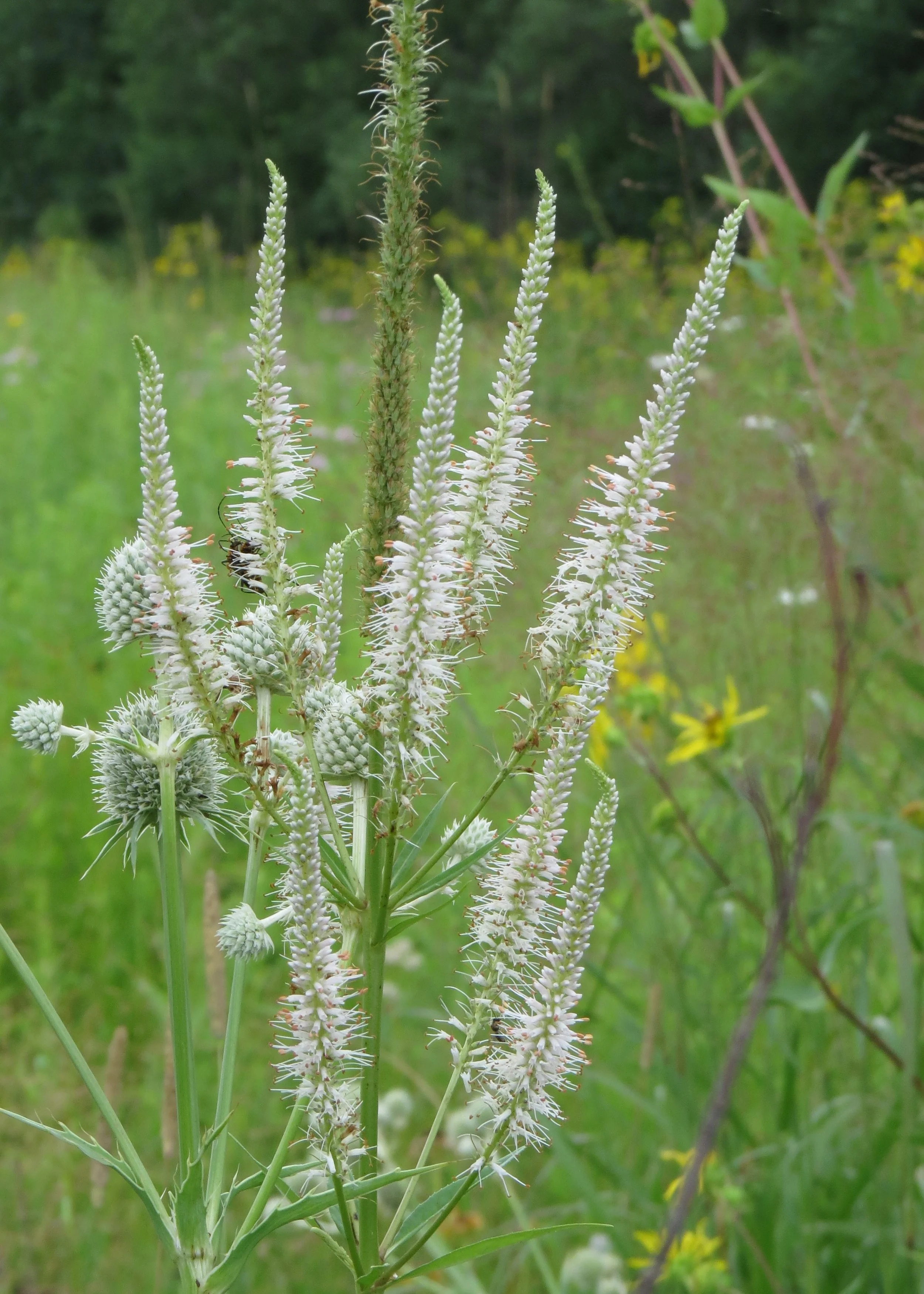 Culver's Root - Veronicastrum Virginicum
