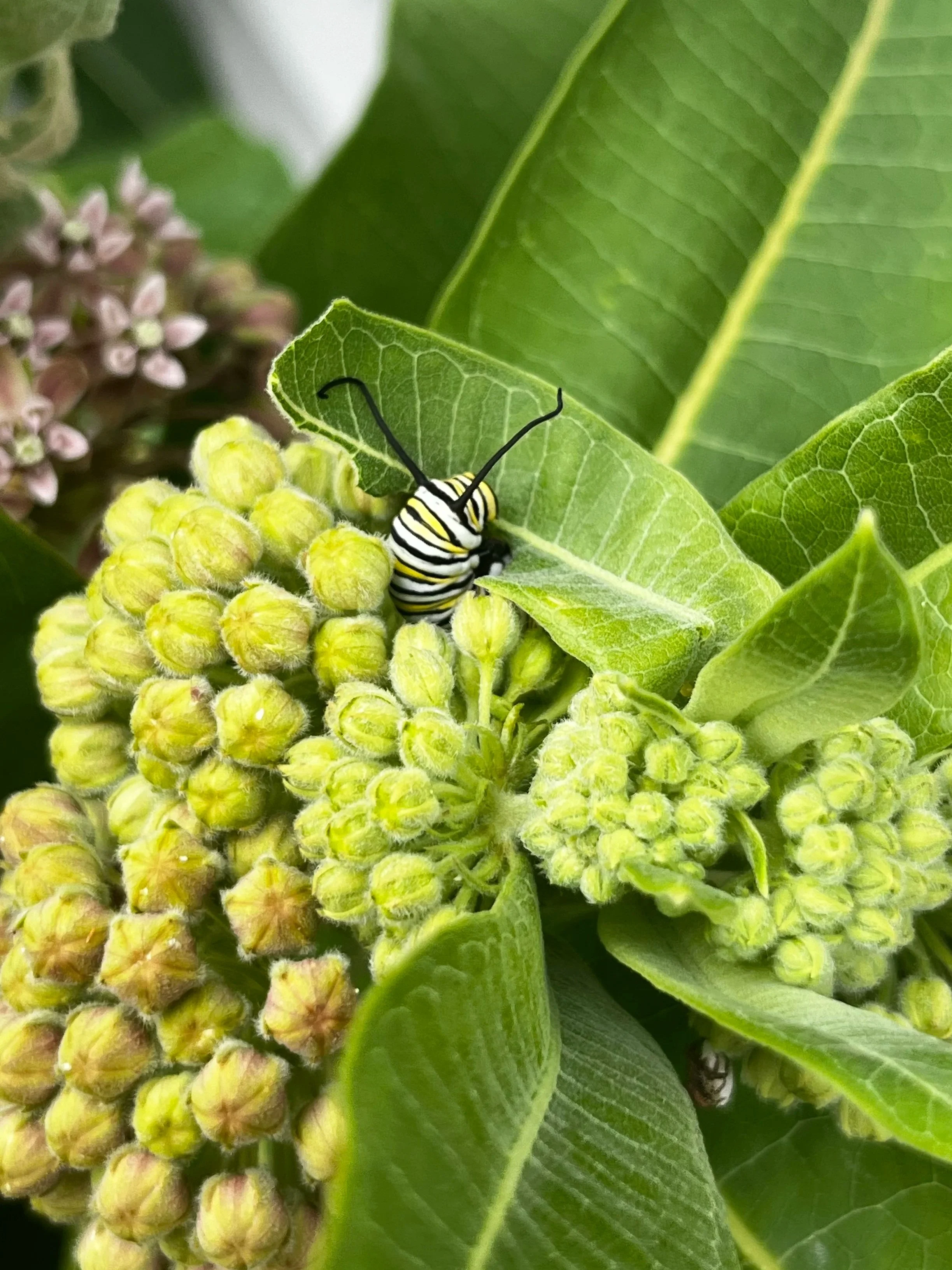 Monarch caterpillar milkweed Asclepias syriaca common milkweed native plant nursery in Grand Rapids Michigan. Native plant garden bed. Native plant landscaper, eco-friendly landscaping in Michigan. Gardening for monarchs in Grand Rapids Michigan.