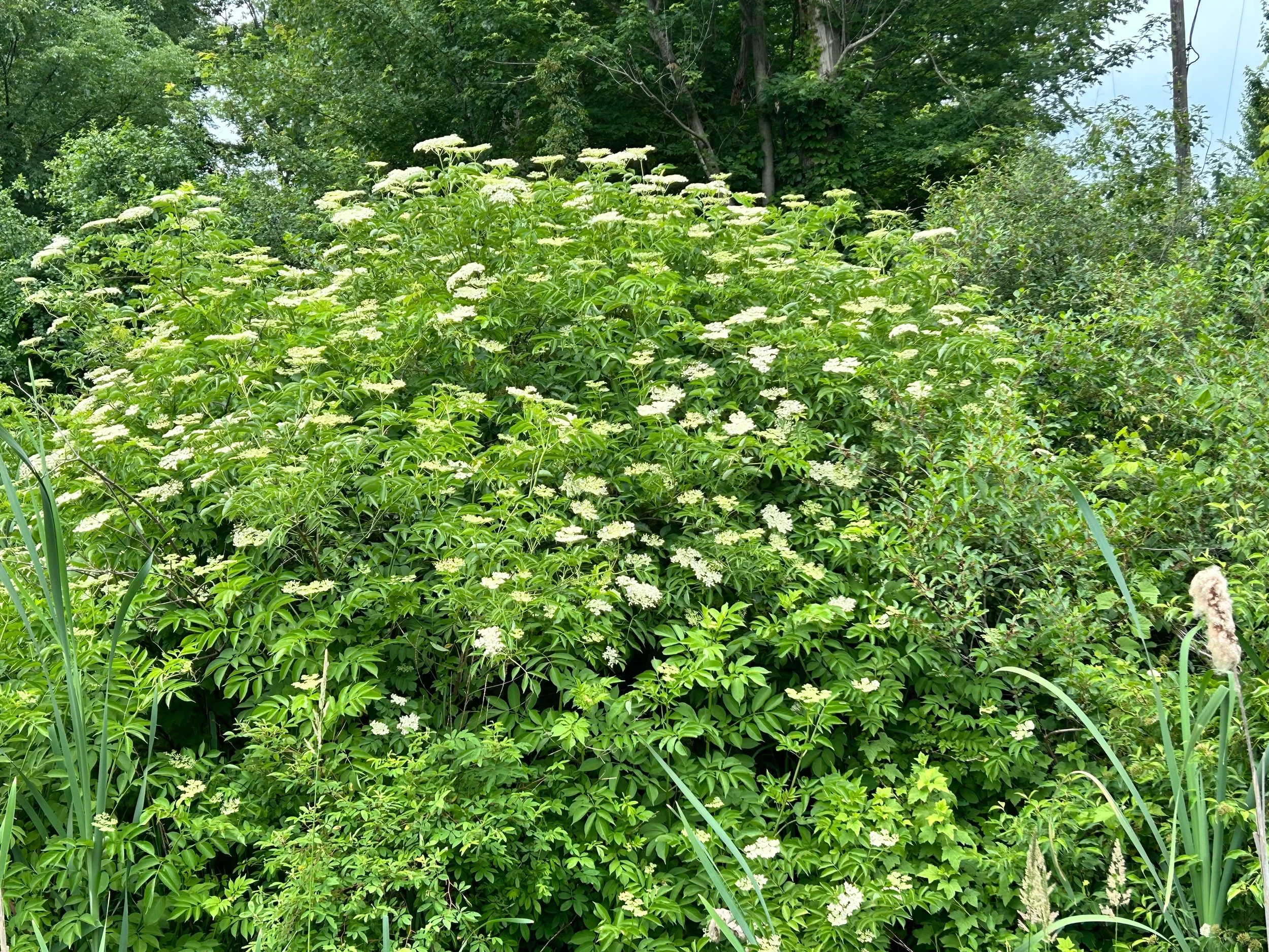 Common elderberry - Sambucus canadensis