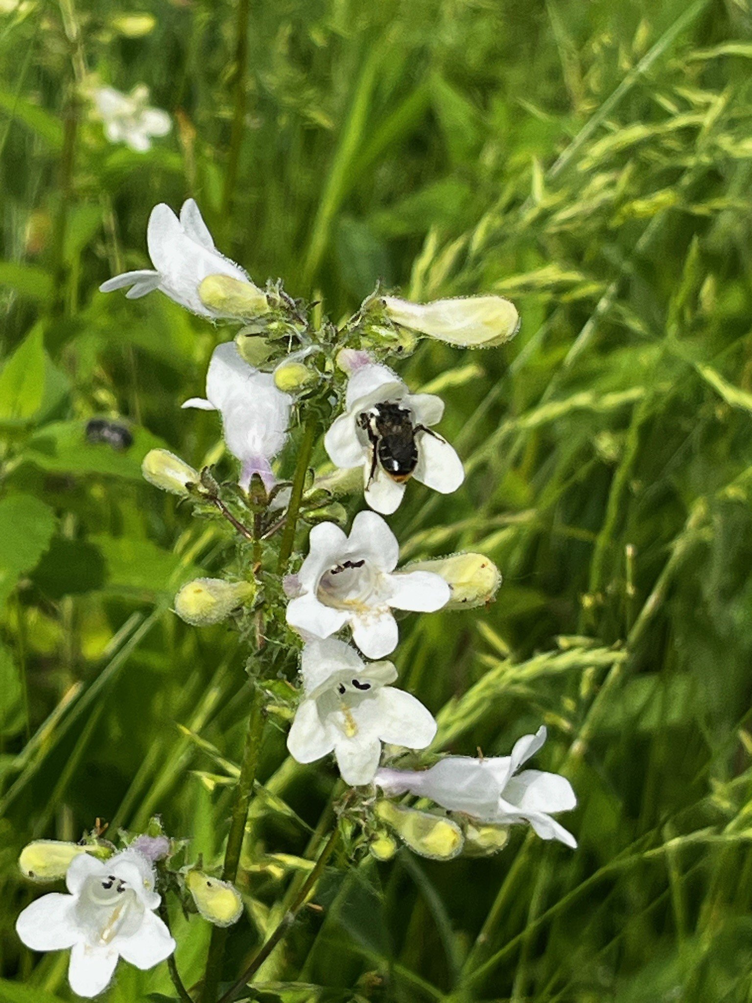 foxglove beardtongue.jpg