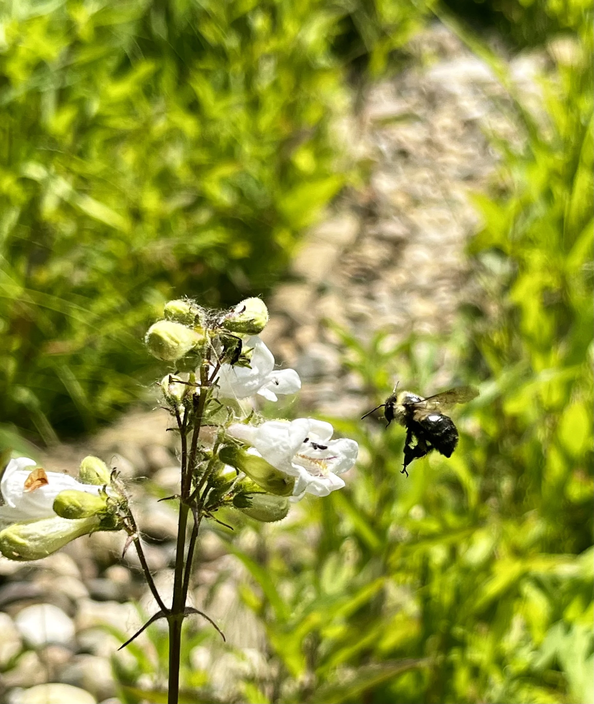 Foxglove beardtongue penstemon digitalis nursery Grand Rapids, Michigan. Where to buy penstemon Foxglove in West Michigan. Native plants for bees and butterflies. Native plants for birds in Michigan. Native plants for bees in Michigan.