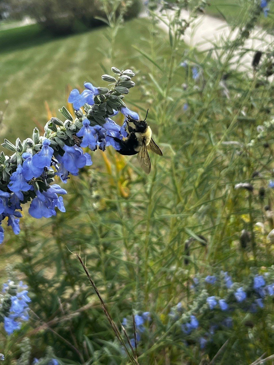 blue sage.jpg