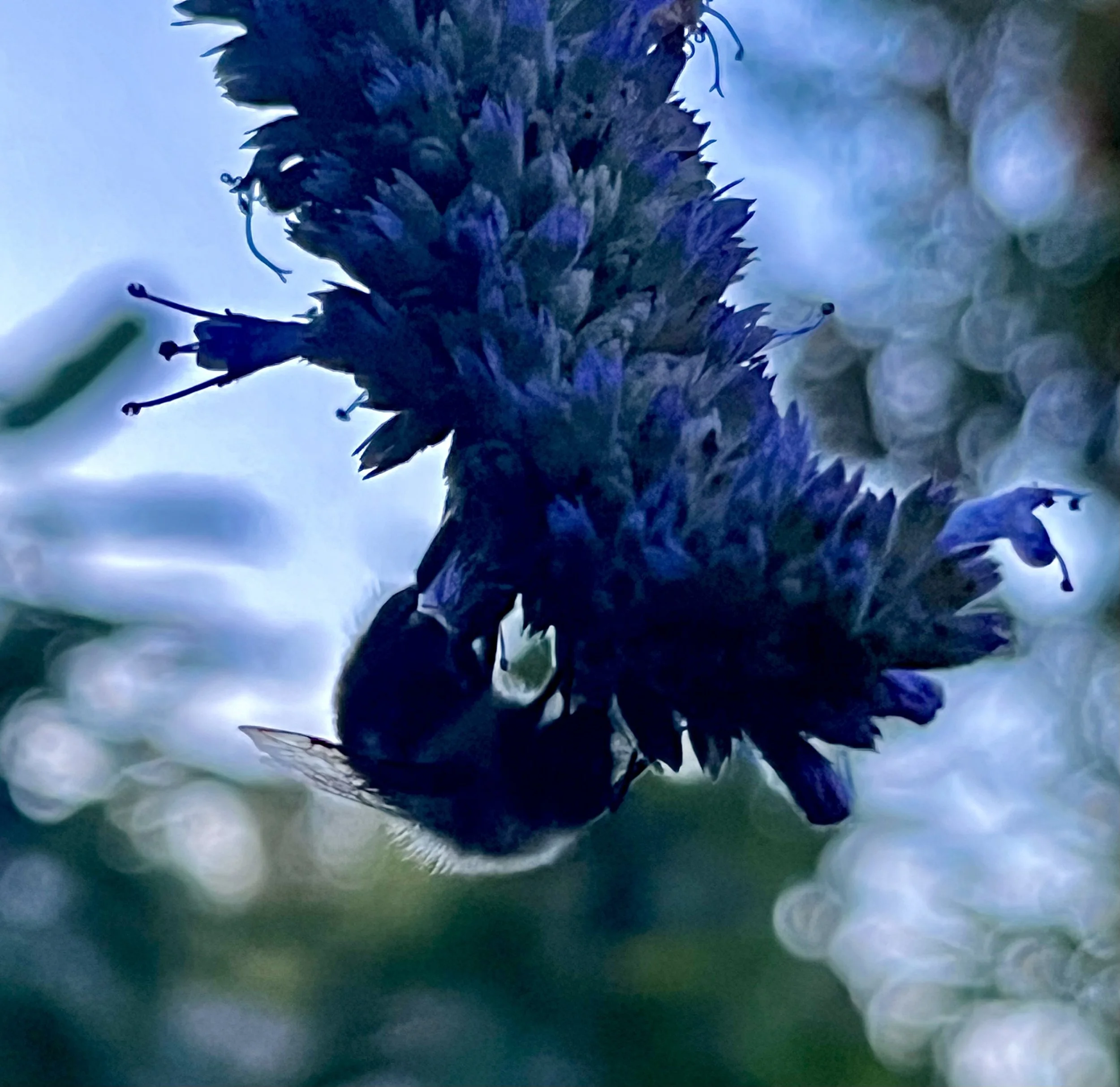 bumblebee on anise hyssop.jpg